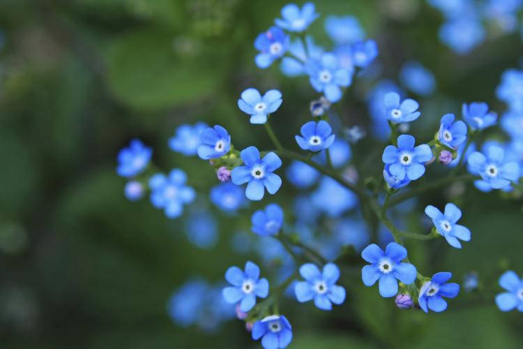 forget me not flower, blue, soft focus, SD Desktop Wallpaper