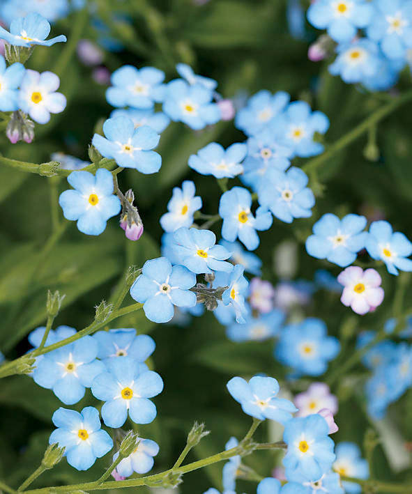forget me not flowers, blue, yellow centers, SD Phone Wallpaper
