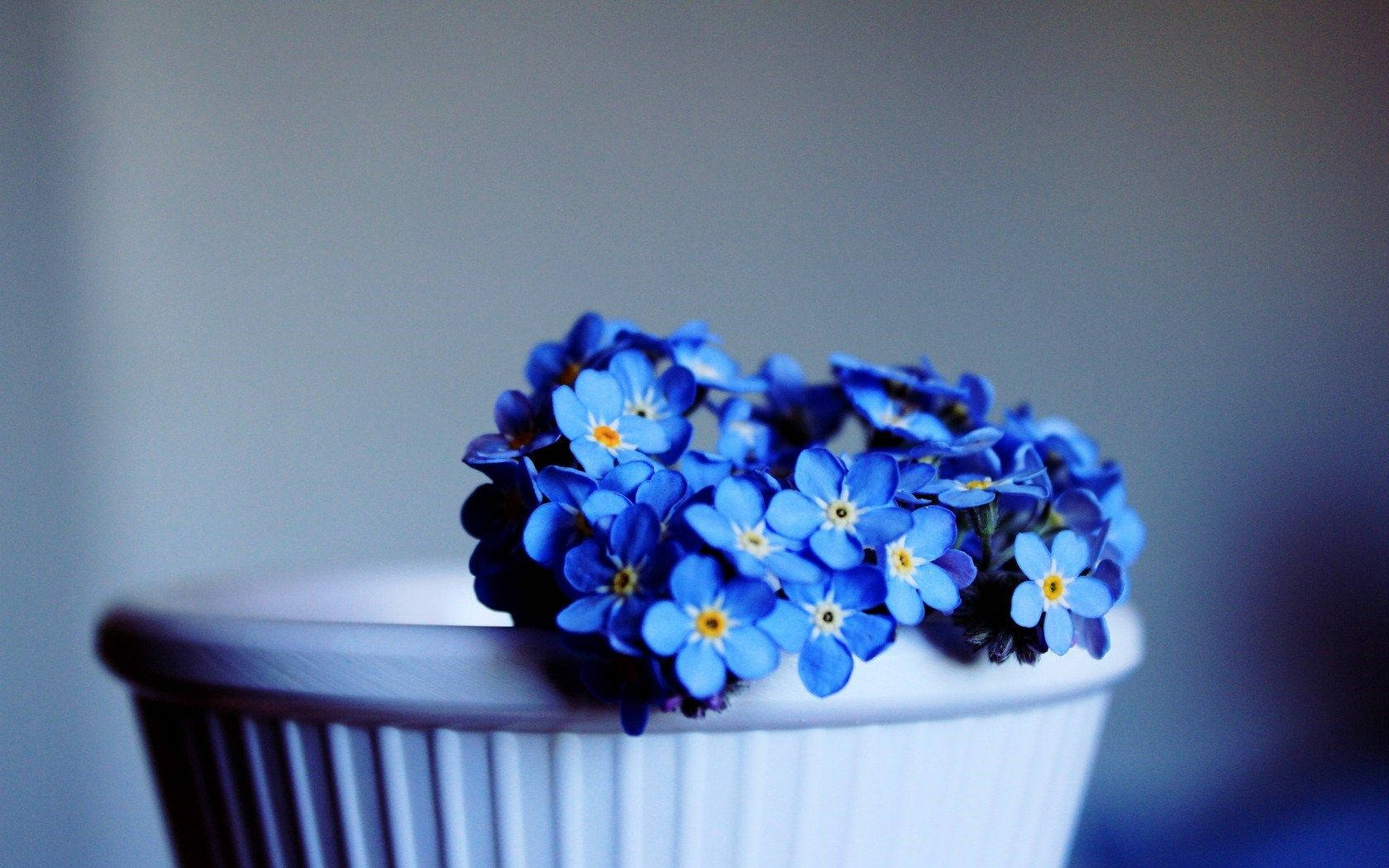 forget me not flowers, white ribbed ceramic pot, yellow centers, HD Desktop Wallpaper