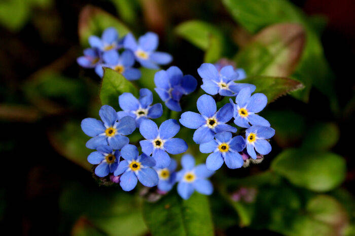 forget me not flower, blue, yellow centers, SD Desktop Wallpaper