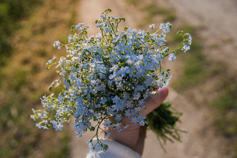 forget me not flowers, bouquet, tiny blue, SD Desktop Wallpaper
