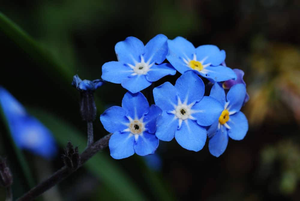blue forget-me-nots, yellow forget-me-nots, white centers, SD Desktop Wallpaper