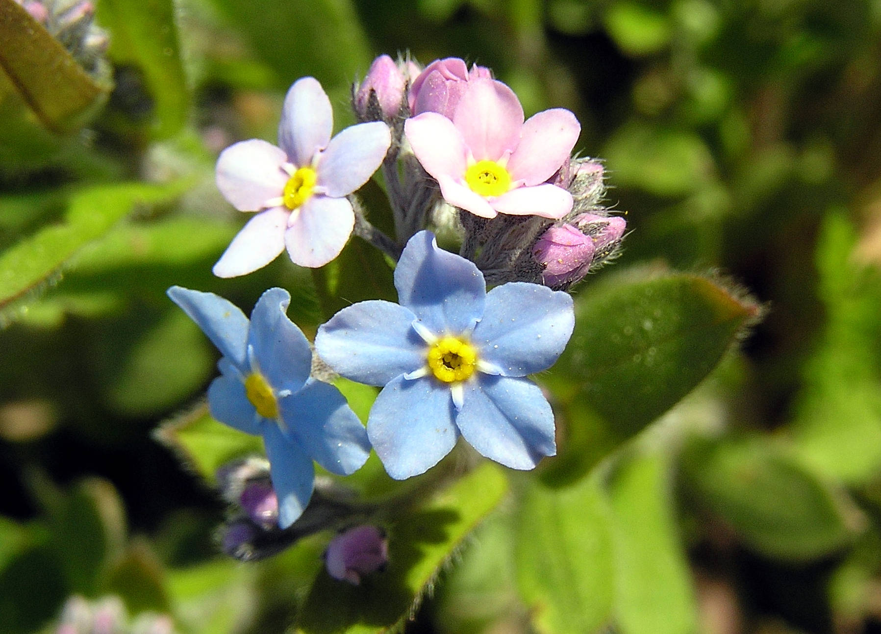 forget me not flower, blue, pink, HD Desktop Wallpaper