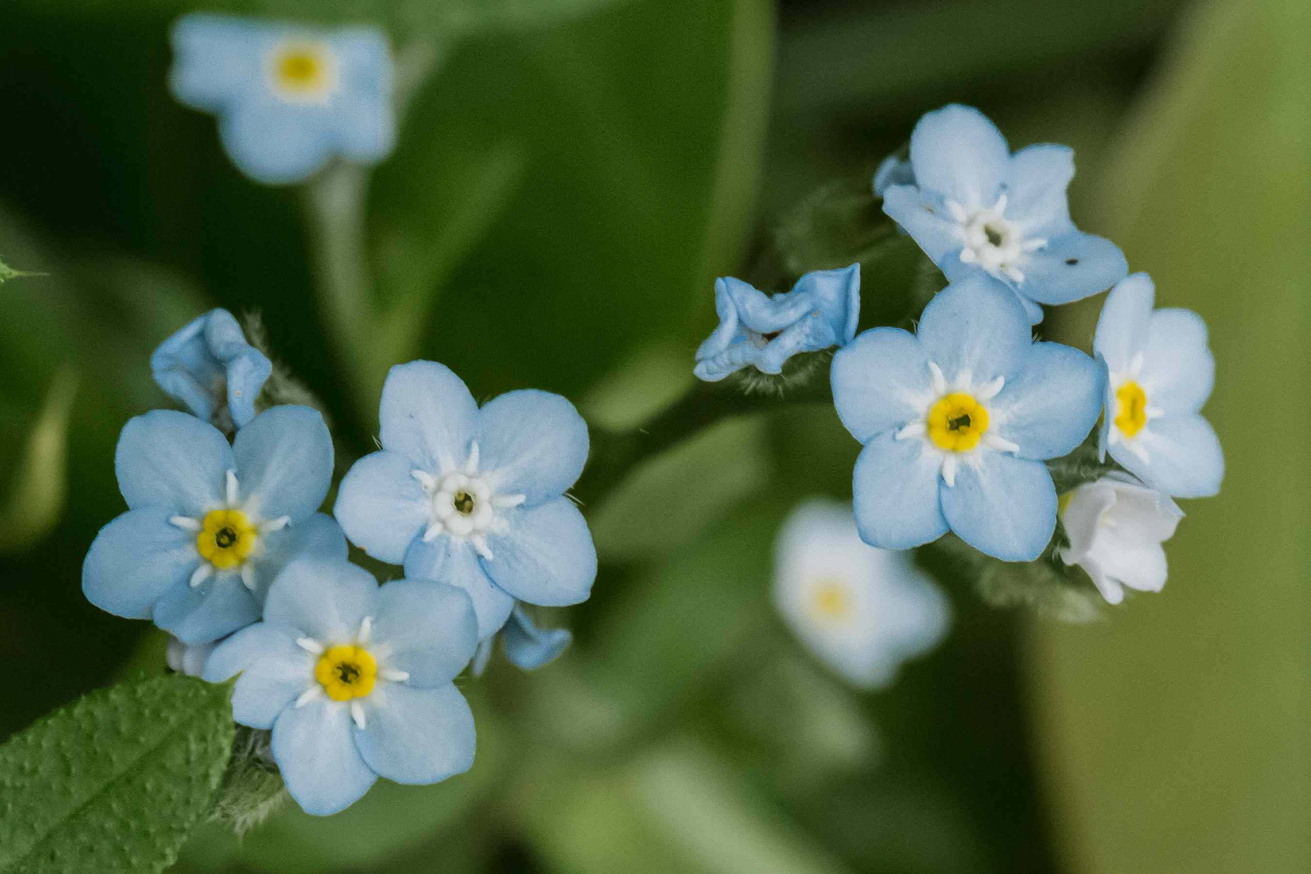 forget me not flower, light blue, yellow centers, 2K Desktop Wallpaper
