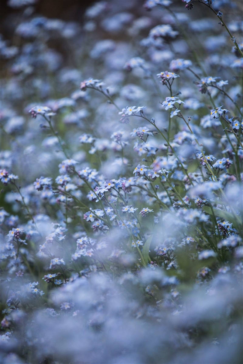 forget me not flower, soft-focus, delicate blue, SD Phone Wallpaper
