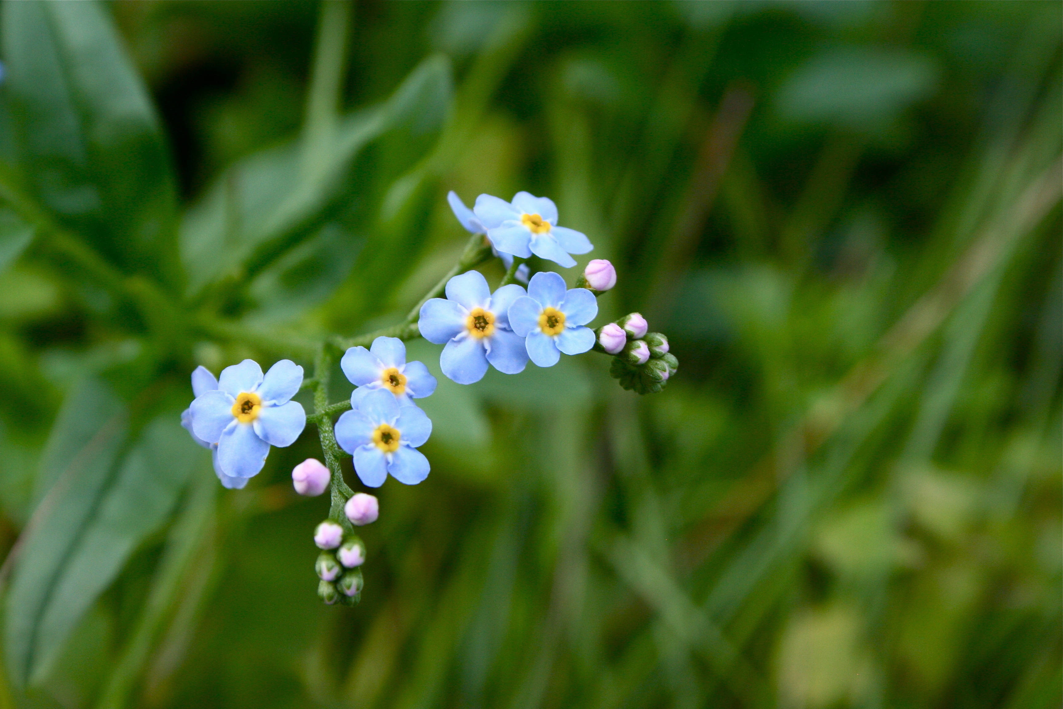 blue forget me not, yellow centers, soft green grass, 2K Desktop Wallpaper