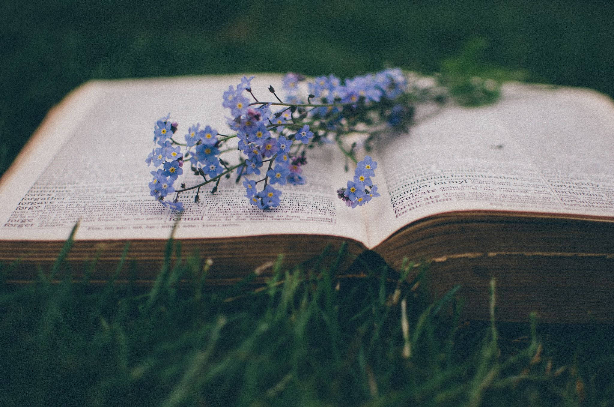 forget me not flowers, vintage book, grass, Full HD Desktop Wallpaper
