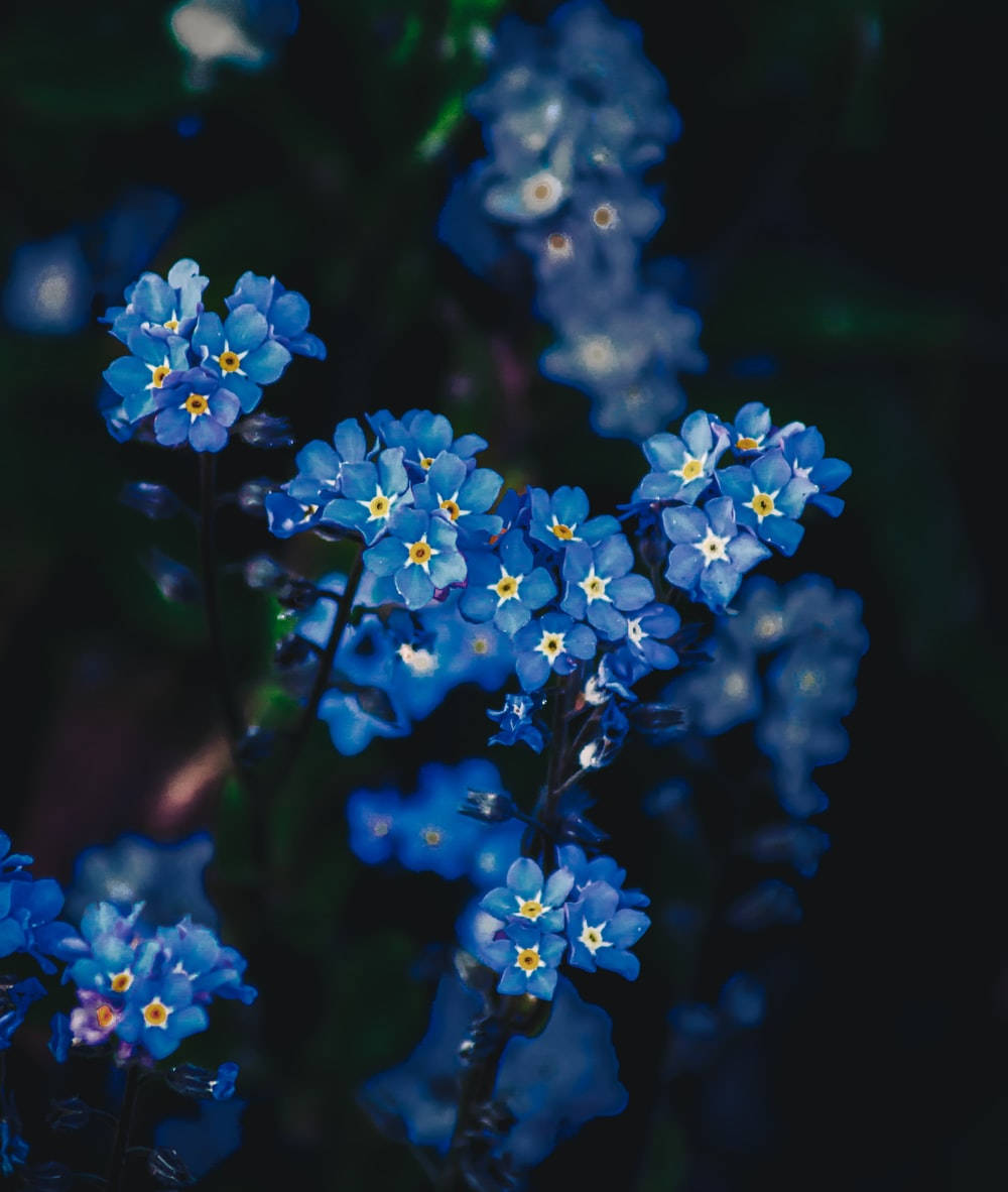 forget me not flower, vibrant blue, yellow centers, SD Phone Wallpaper
