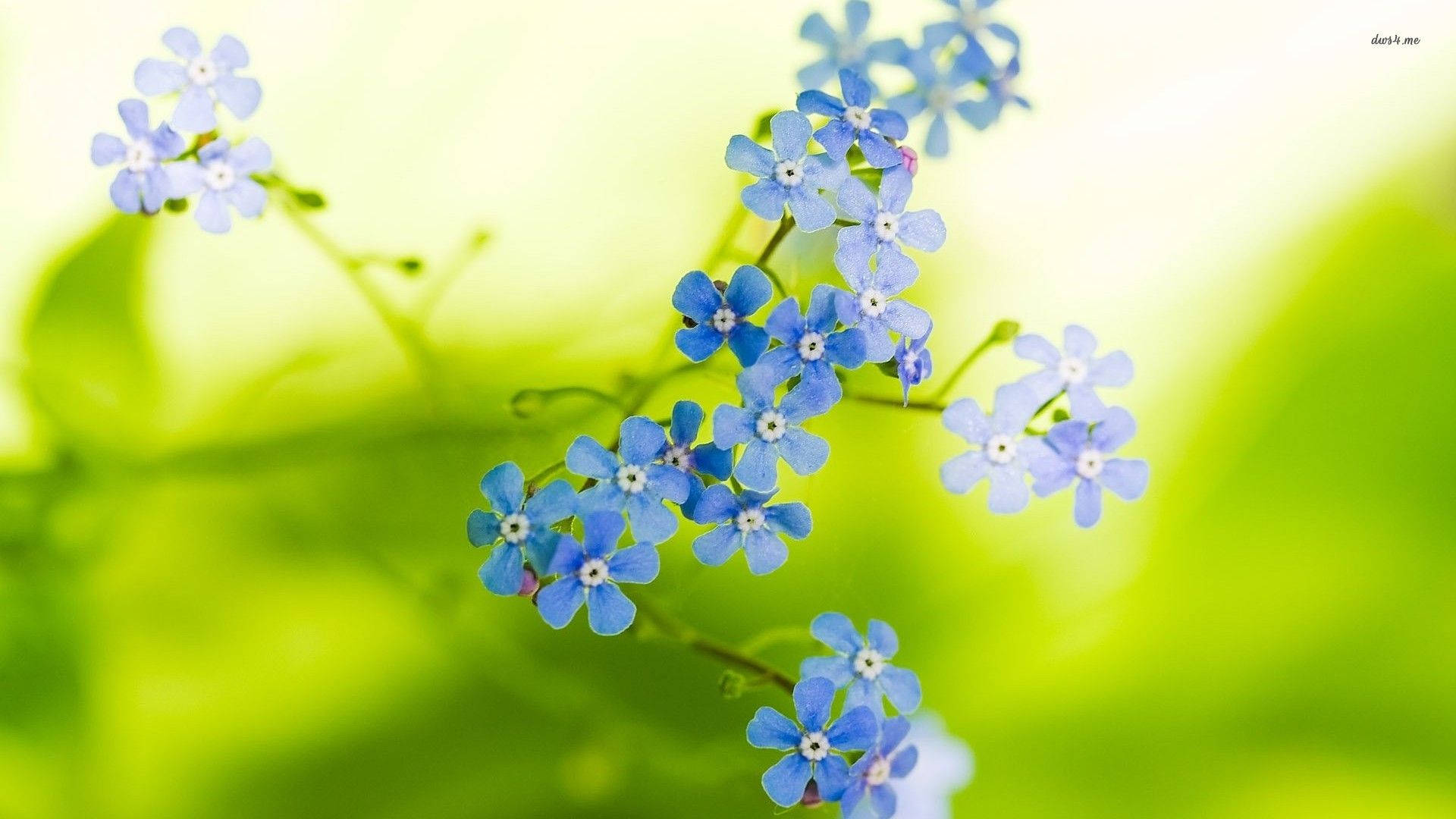 forget me not flower, blue, soft green, Full HD Desktop Wallpaper
