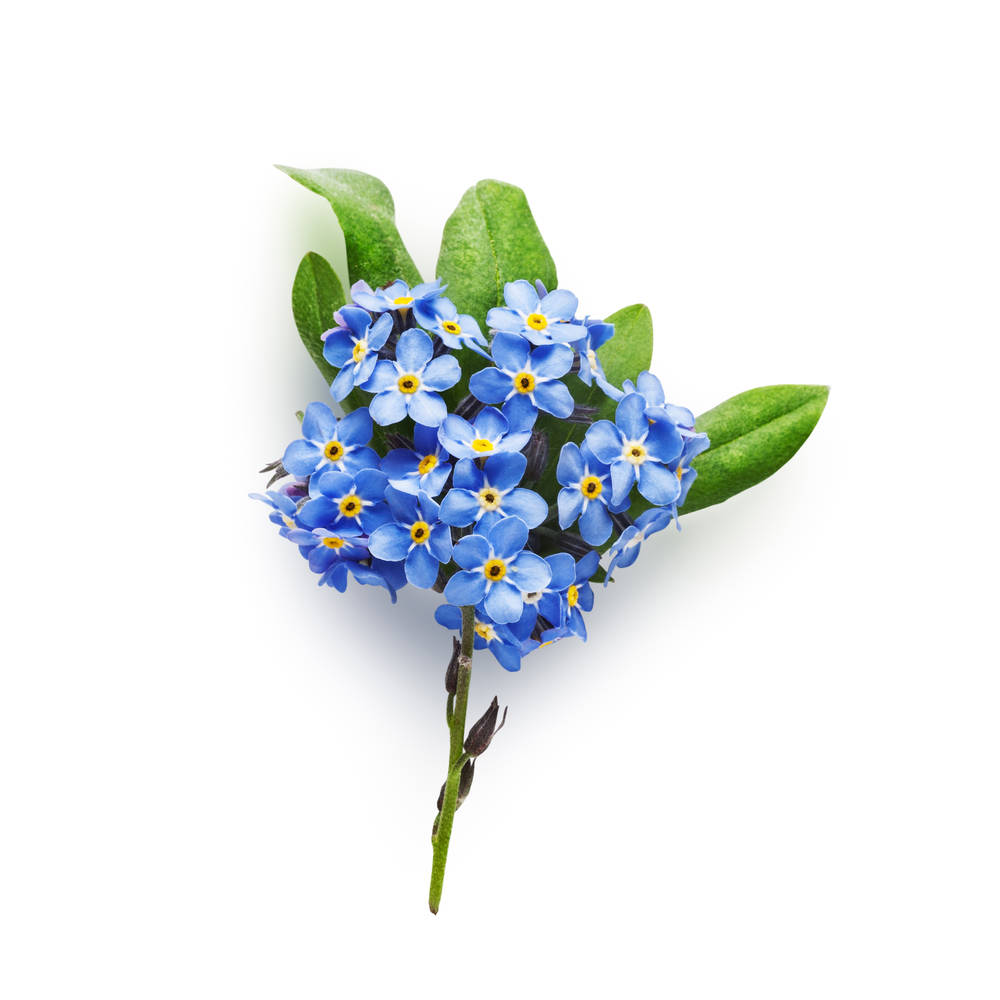 forget me not flower, blue, yellow centers, SD Desktop Wallpaper