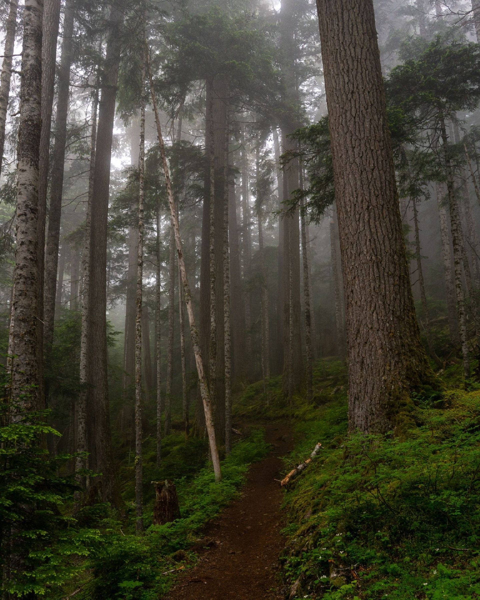 Forks Washington, foggy forest, misty forest path, Full HD Phone Wallpaper
