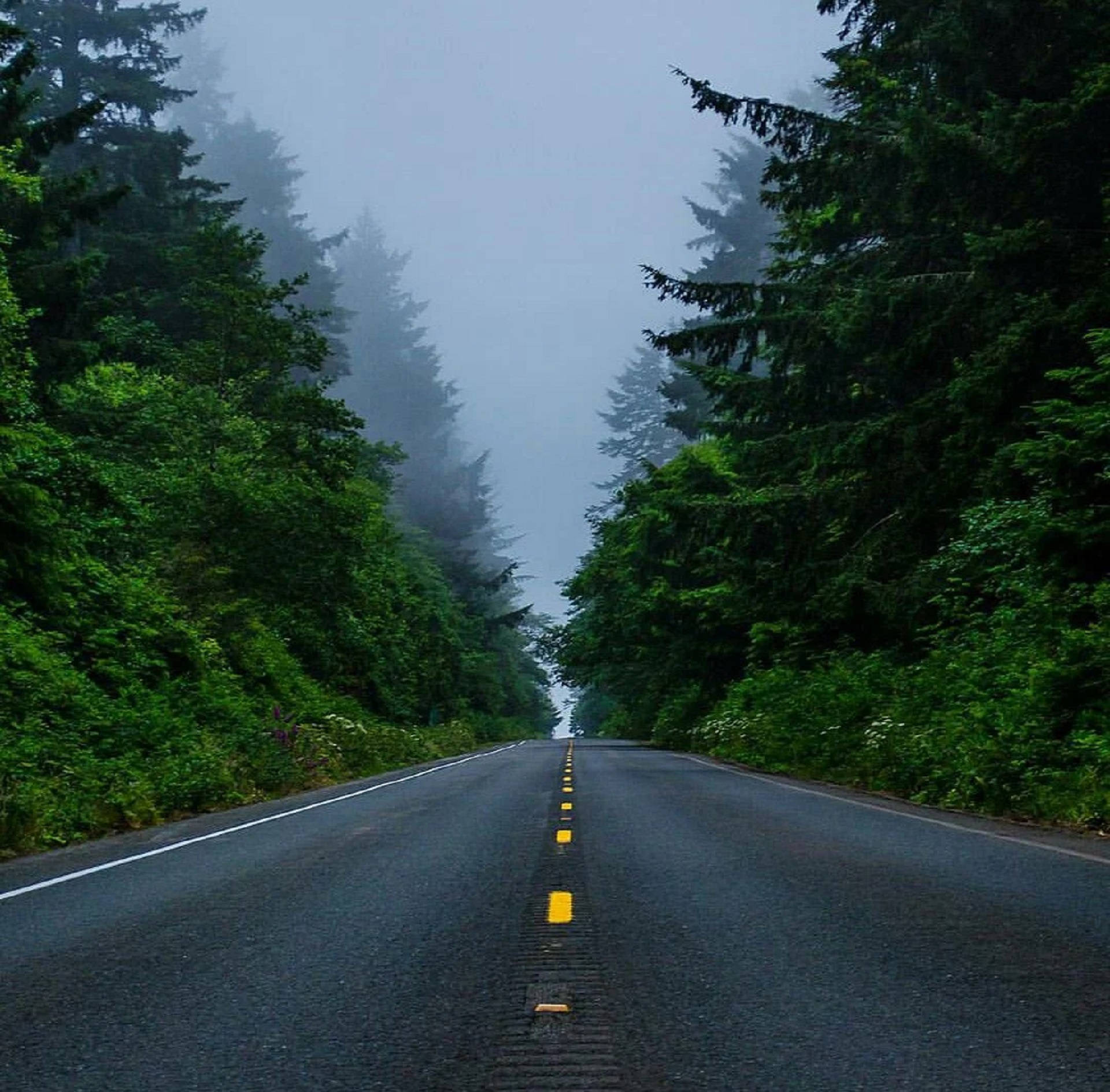 Forks Washington, forest road, misty, Full HD Desktop Wallpaper