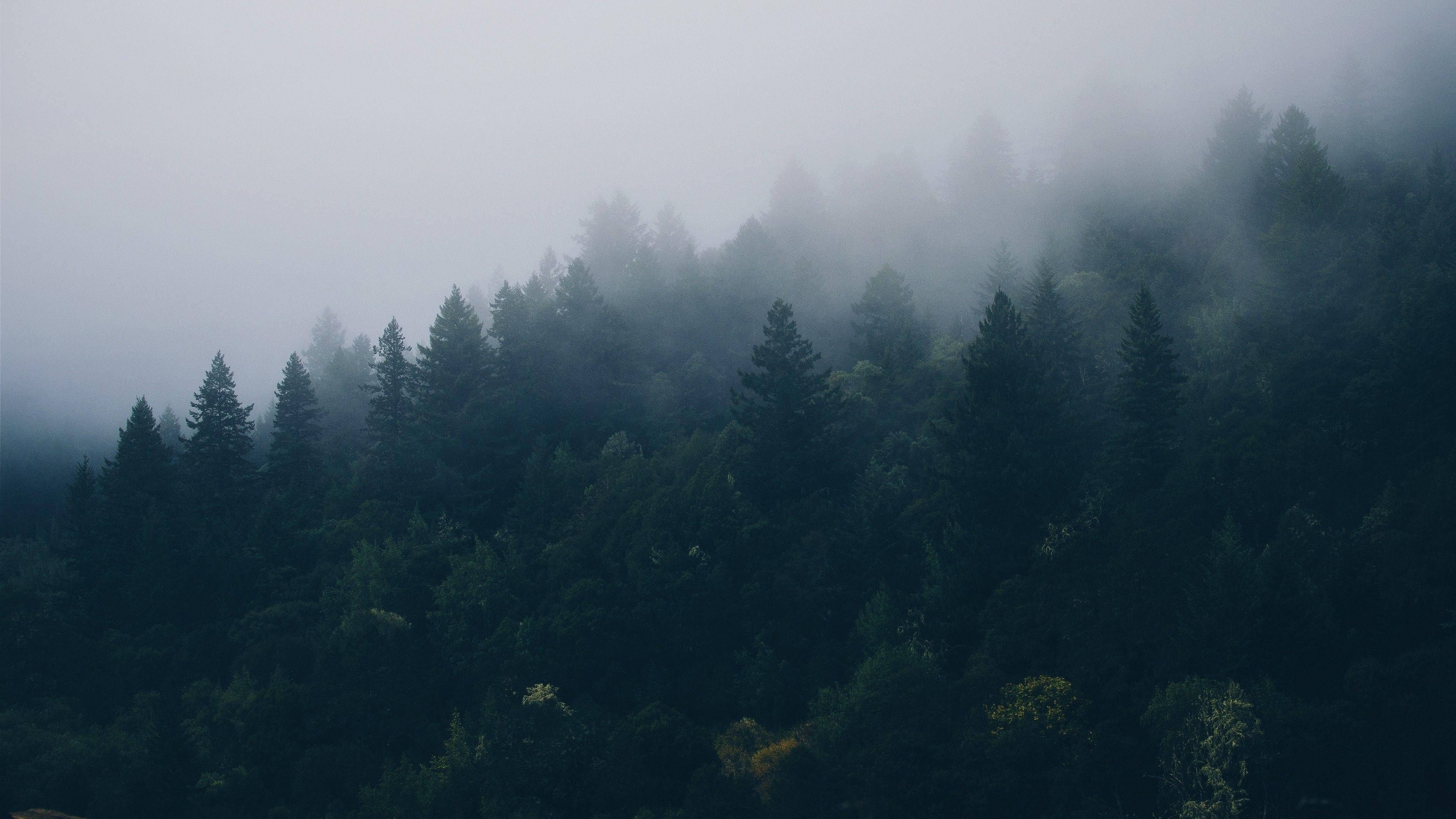 Forks Washington, mountain trees, misty forest, 4K Desktop Wallpaper