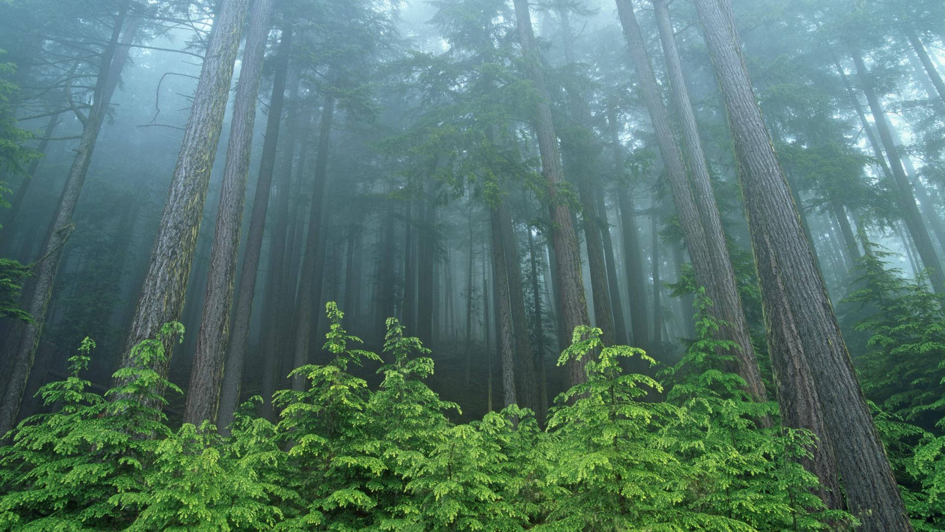 Forks Washington, giant forest trees, thick mist, Full HD Desktop Wallpaper