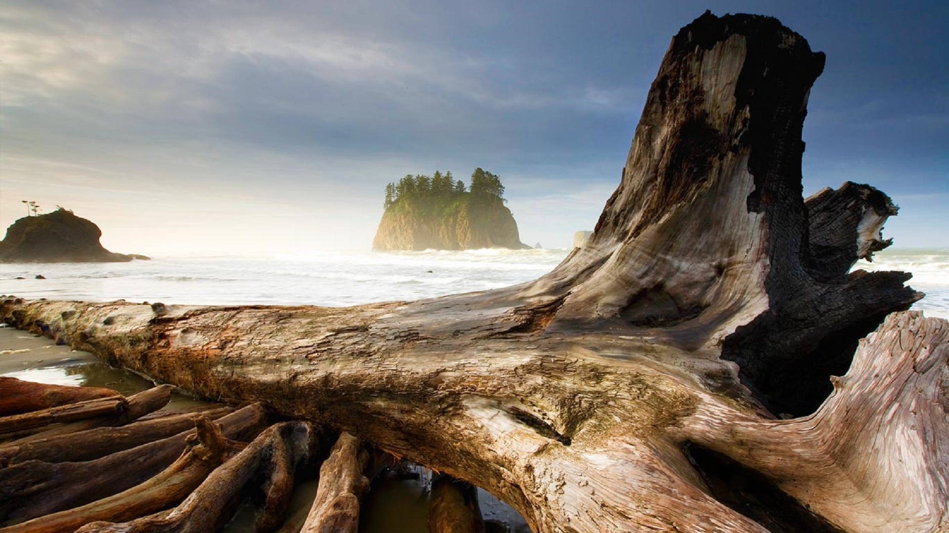 Forks Washington, mature tree, driftwood log, Full HD Desktop Wallpaper