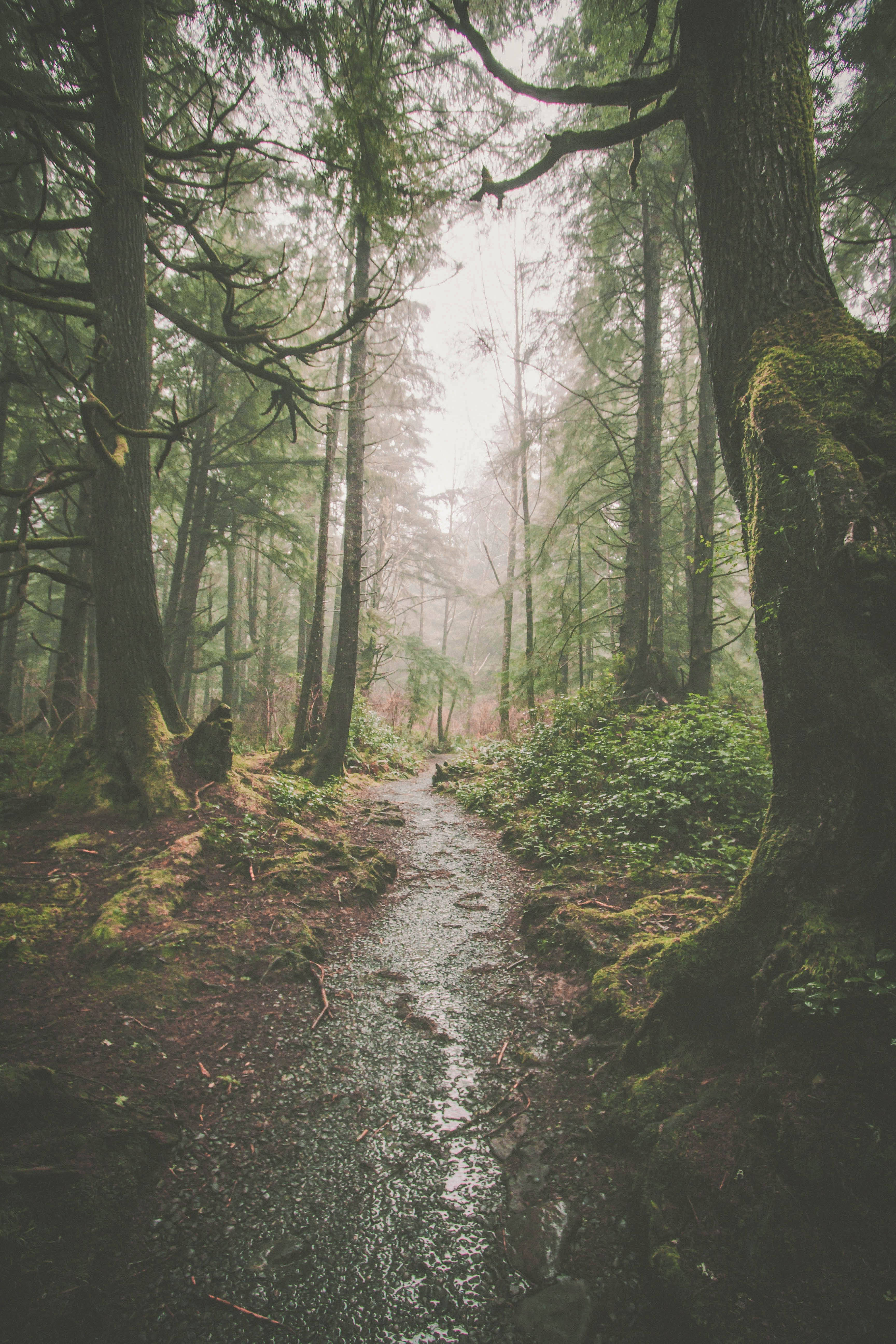 Forks Washington, wet forest, misty forest path, 5K Phone Wallpaper