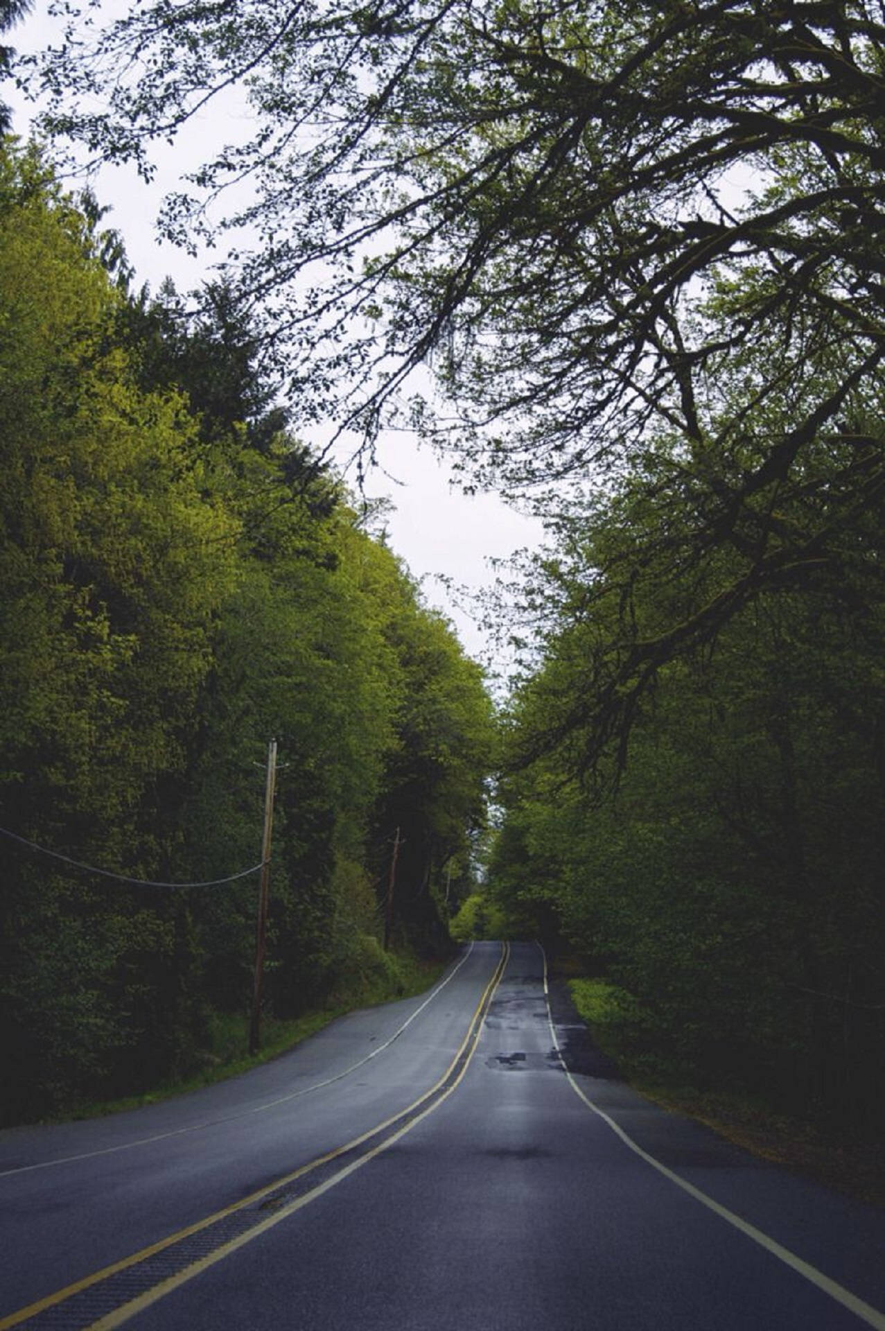 Forks Washington, wet road, winding asphalt road, Full HD Phone Wallpaper