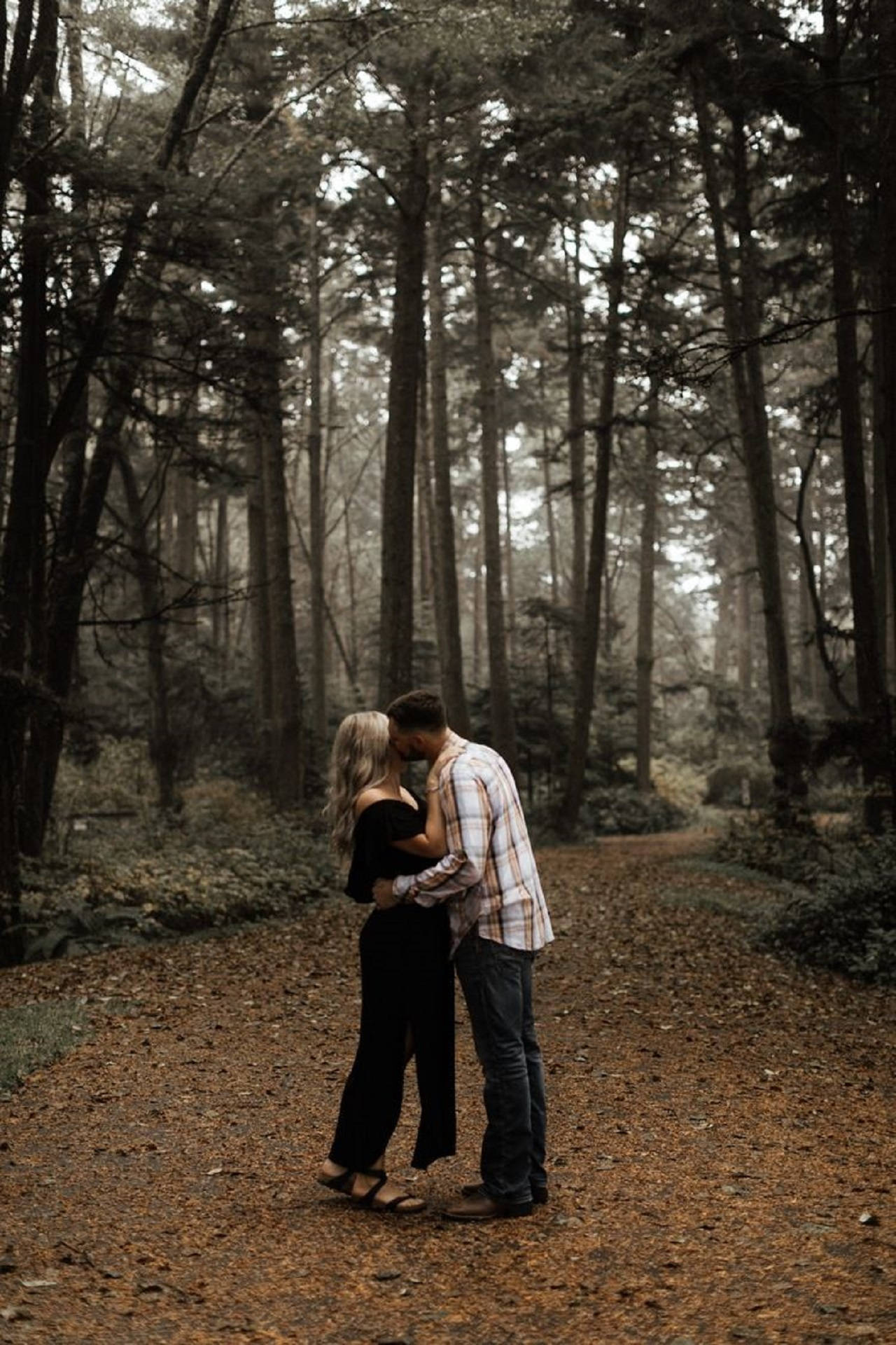 Forks Washington, forest path, tall trees, Full HD Phone Wallpaper