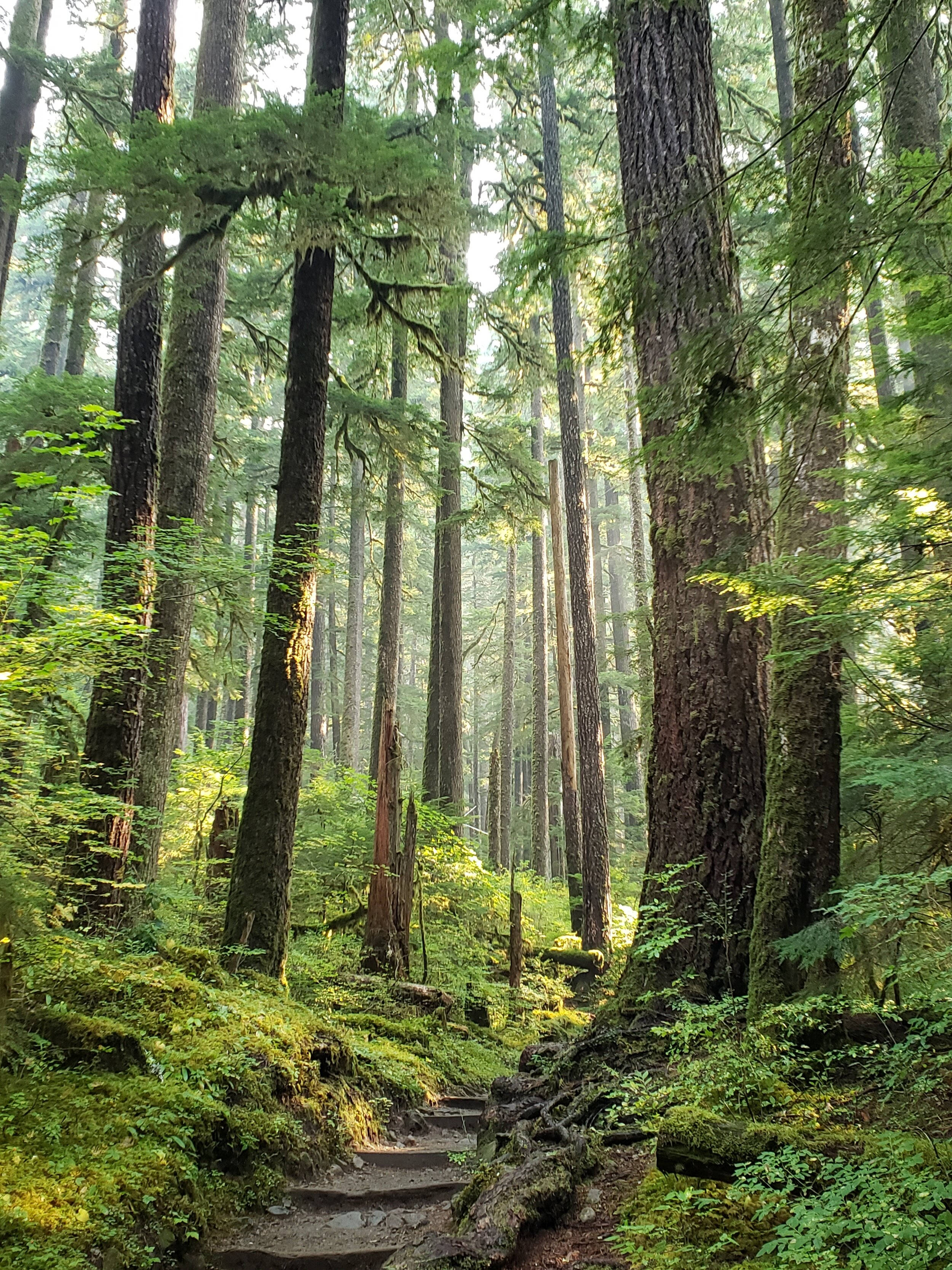 Forks Washington, mossy trees, stone path, 2K Phone Wallpaper