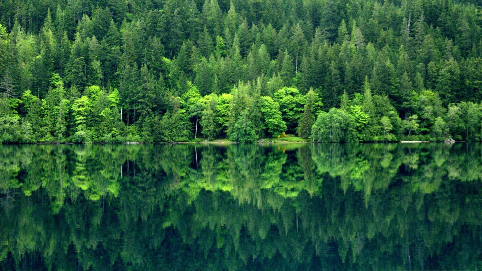 Forks Washington, lake, forest, Full HD Desktop Wallpaper