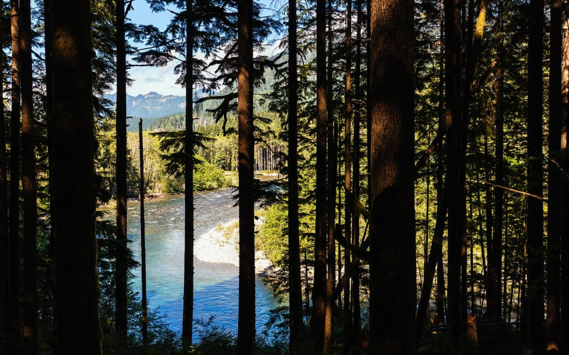 Forks Washington, pine trees, rushing river, Full HD Desktop Wallpaper