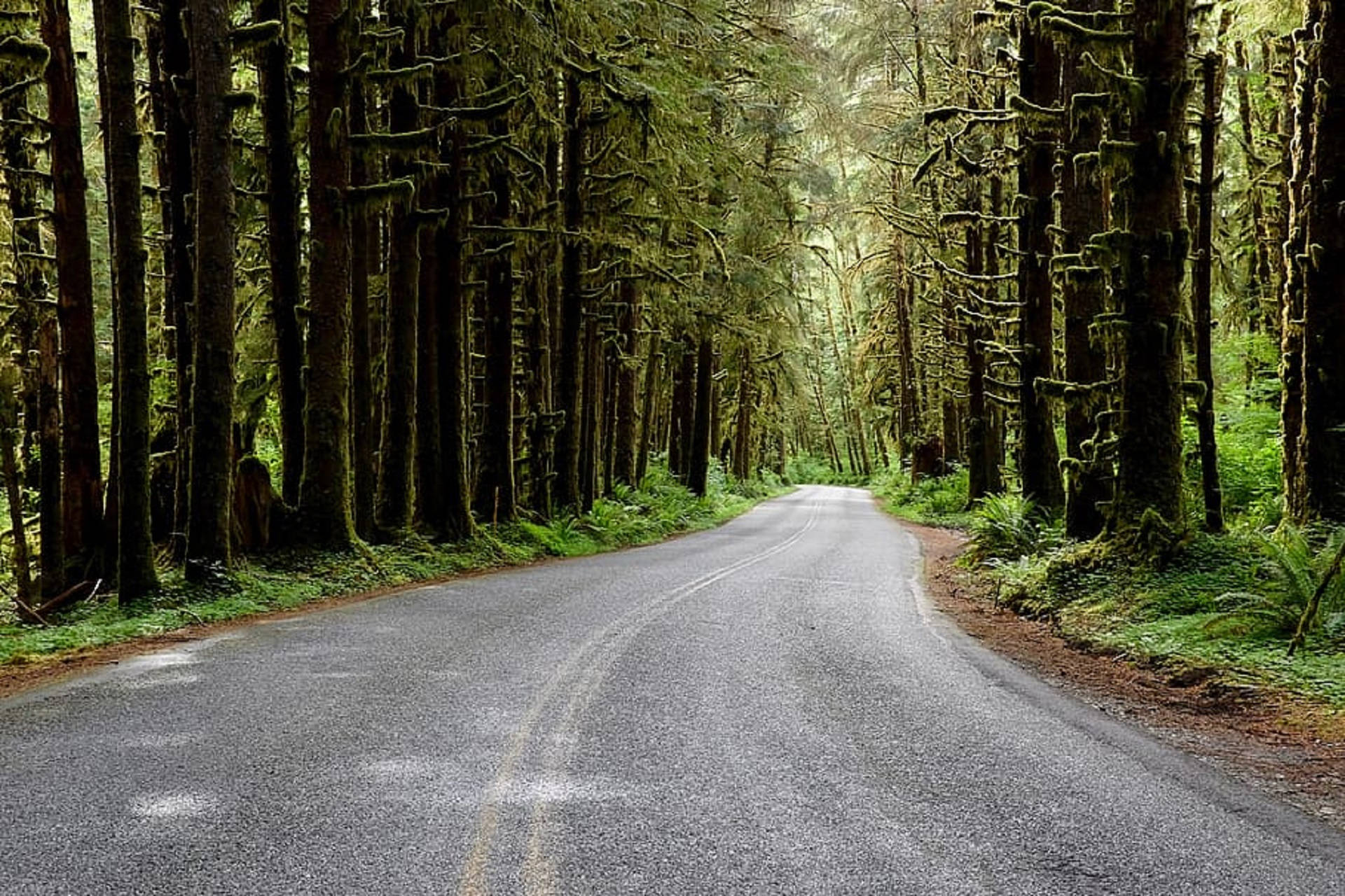 Forks Washington, spruce trees, asphalt road, Full HD Desktop Wallpaper