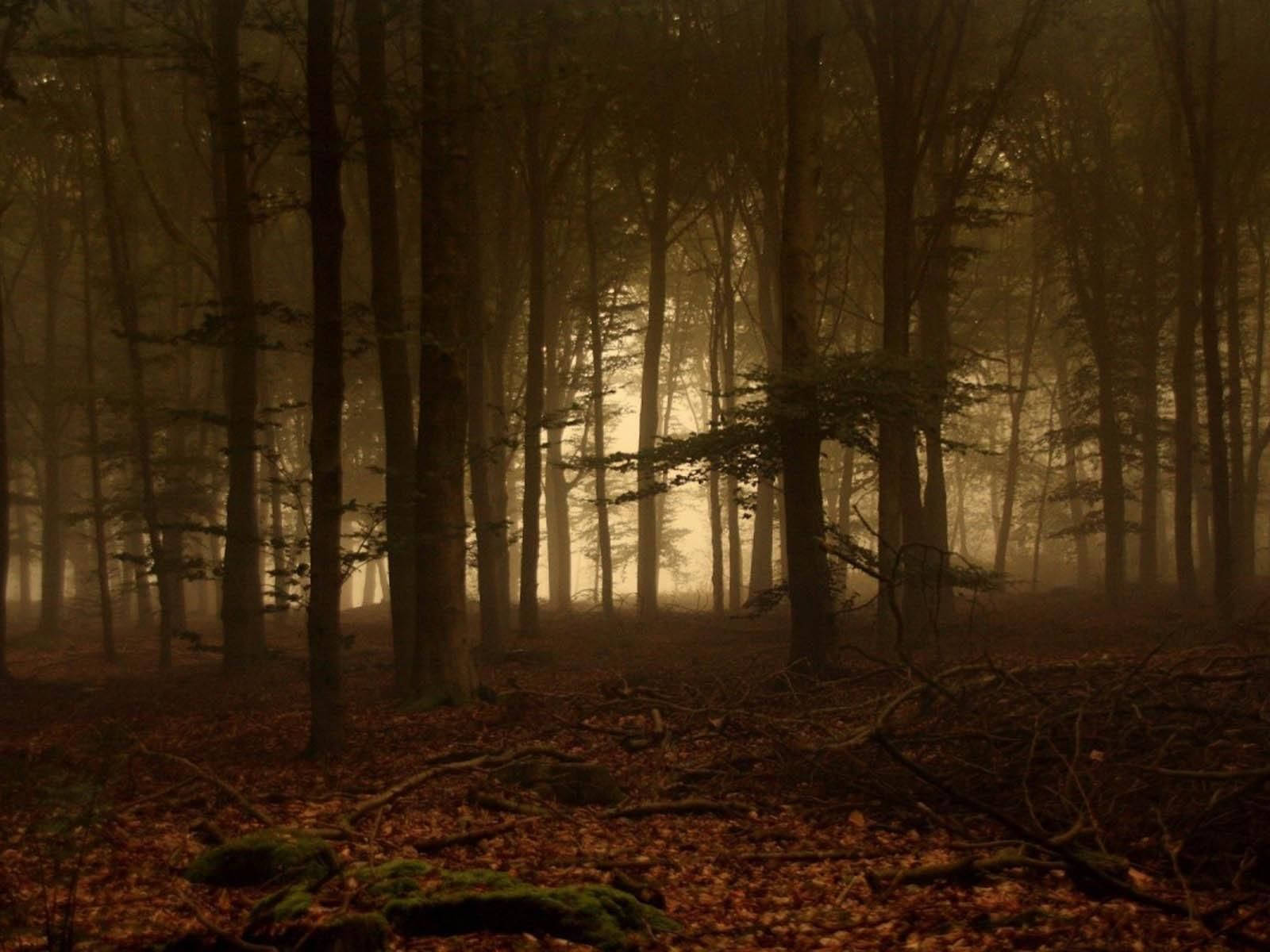 Forks Washington, dark forest, misty forest, HD Desktop Wallpaper