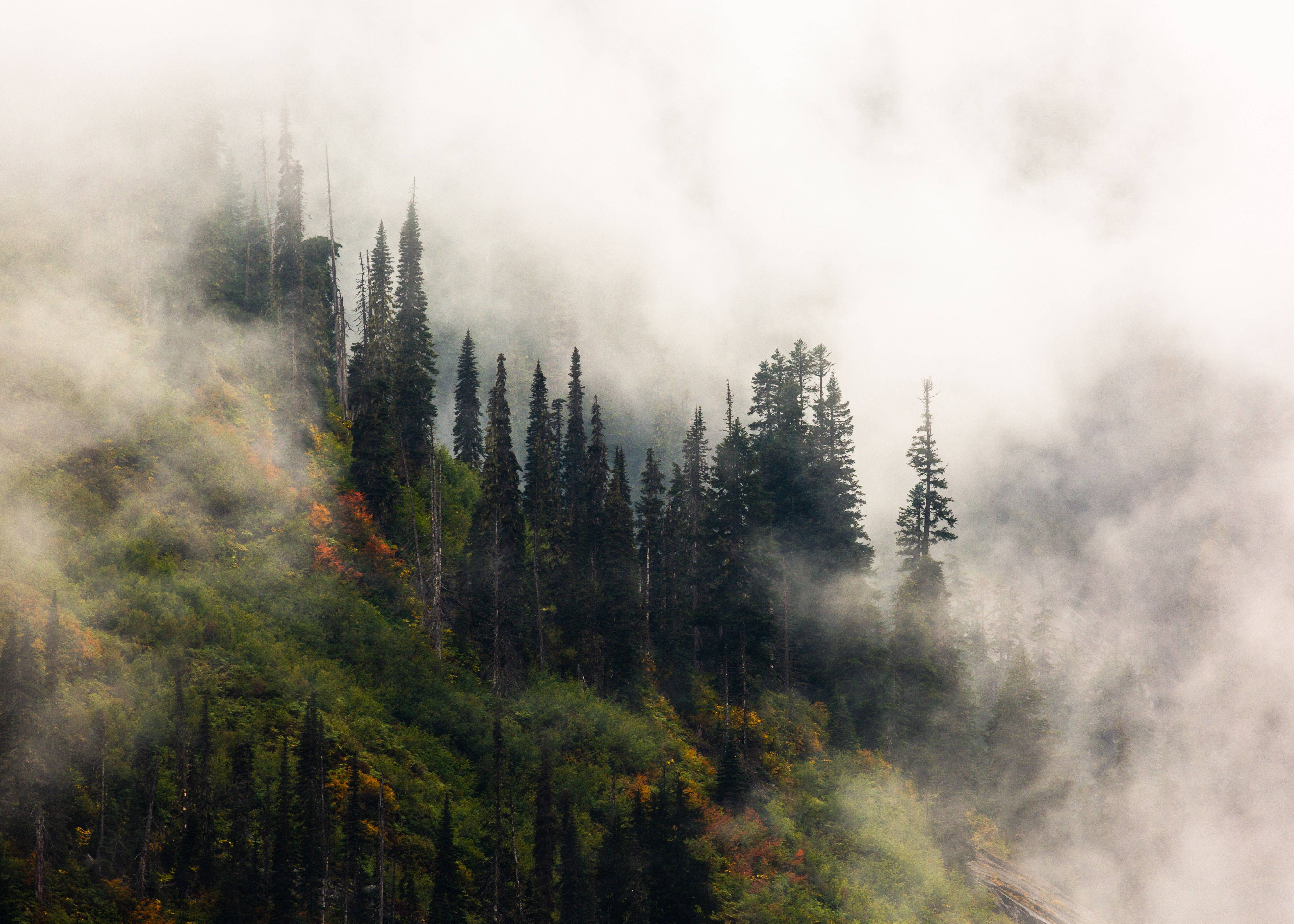 Forks Washington, misty forested mountain slope, tall evergreens, 5K Desktop Wallpaper