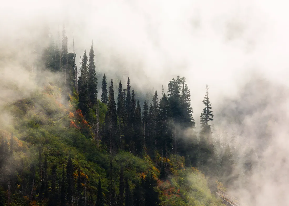 Forks