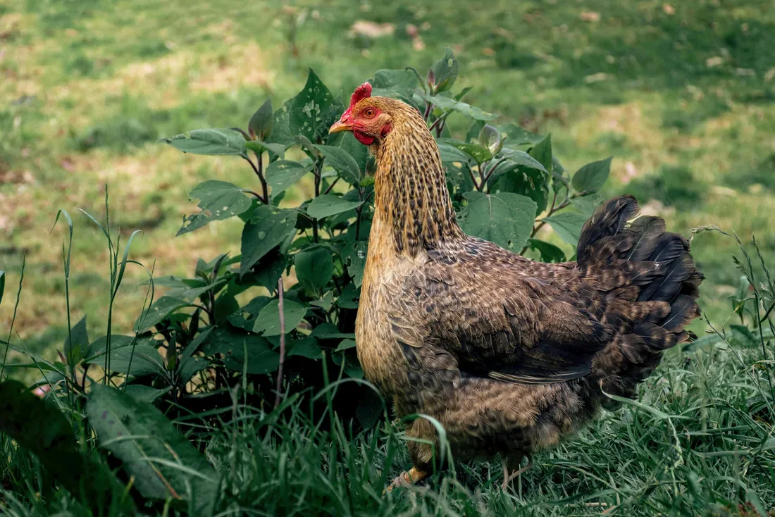 Fowl