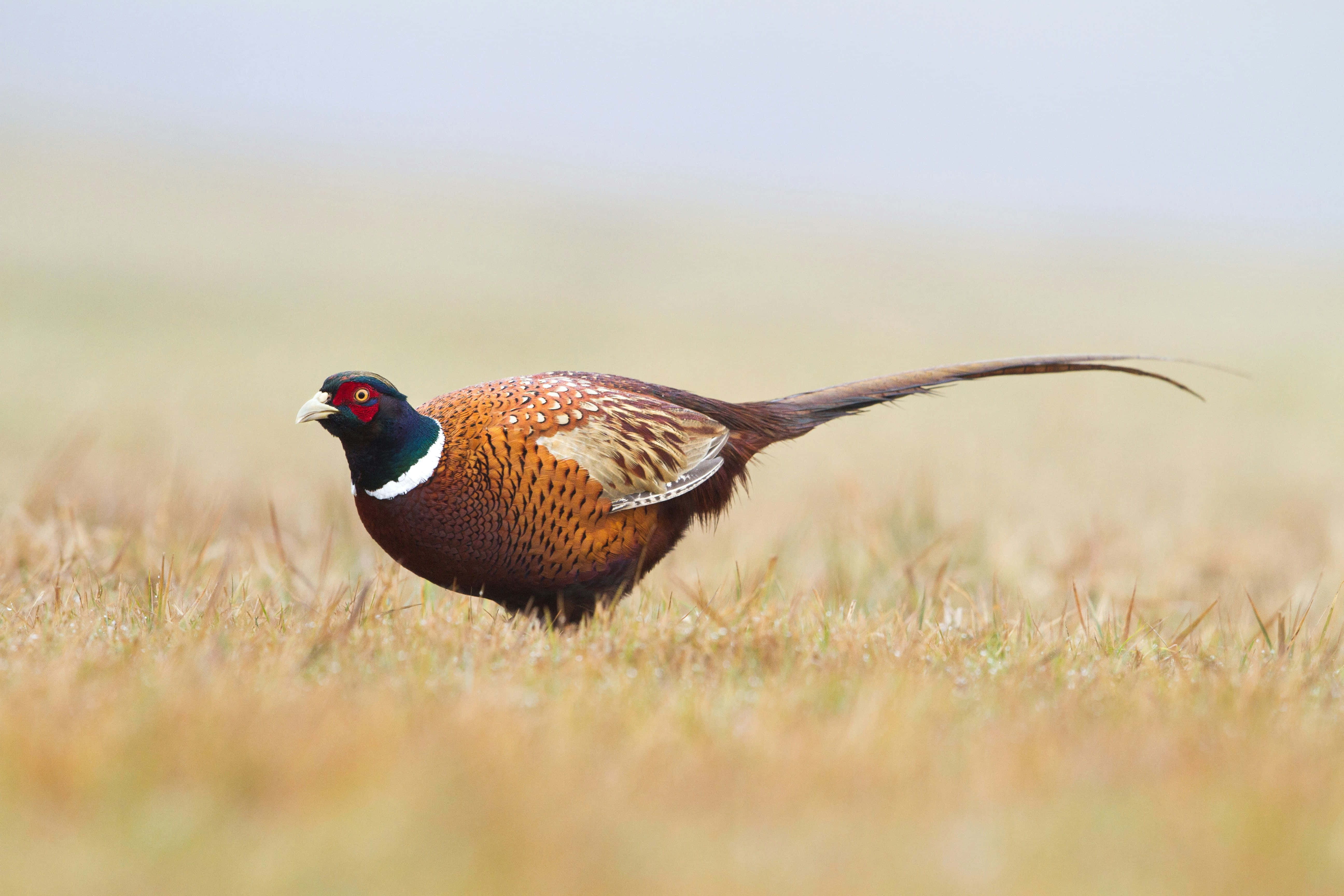 ringnecked pheasant, green head, long tail, 5K Desktop Wallpaper