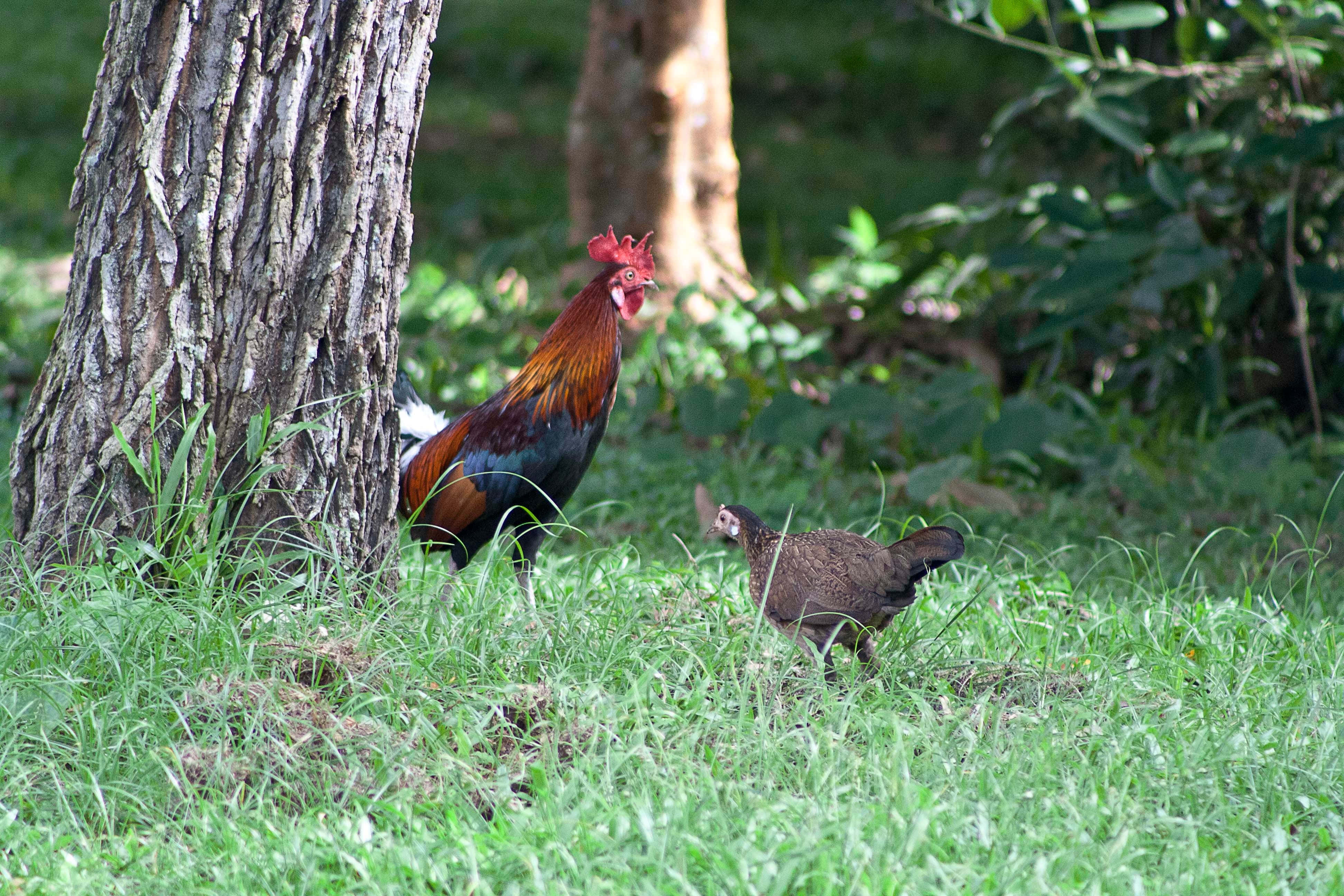 rooster, hen, red comb, 4K Desktop Wallpaper
