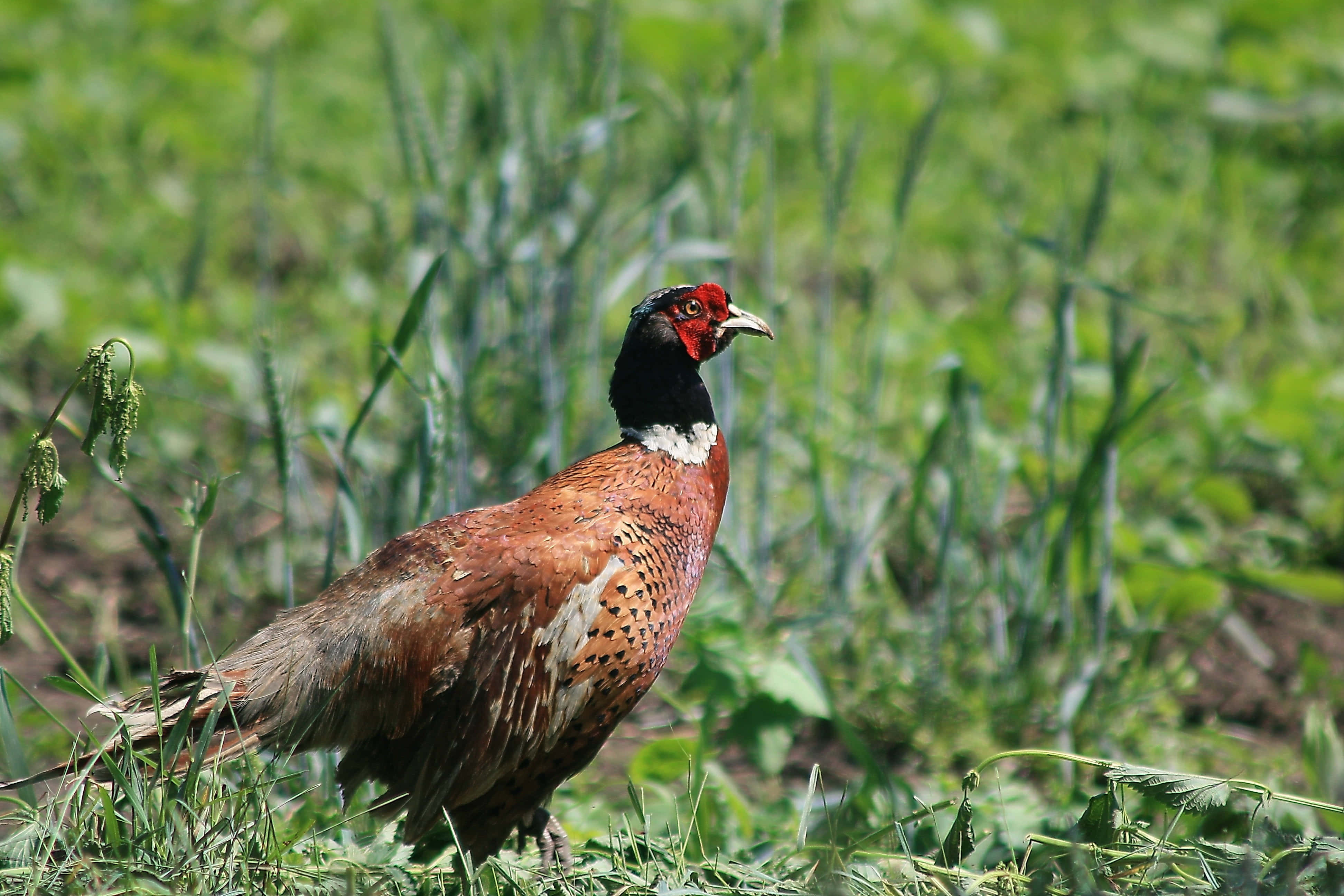 ringnecked pheasant, green grass, sunlit, 4K Desktop Wallpaper