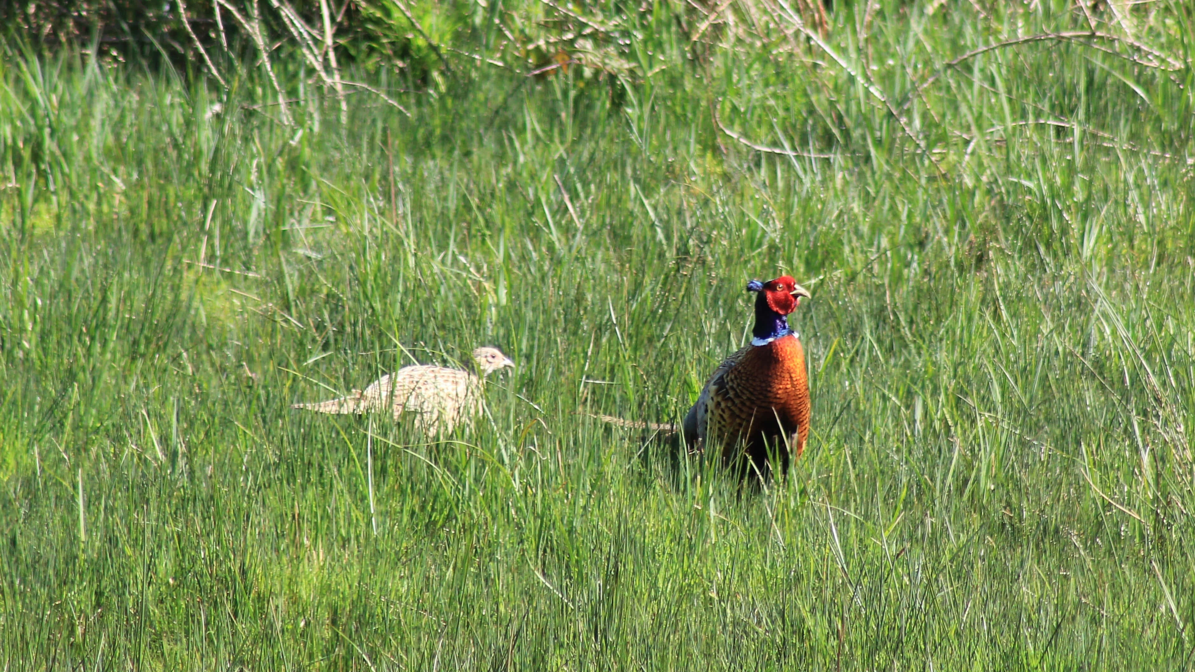 pheasants, grassland habitat, red face, 4K Desktop Wallpaper