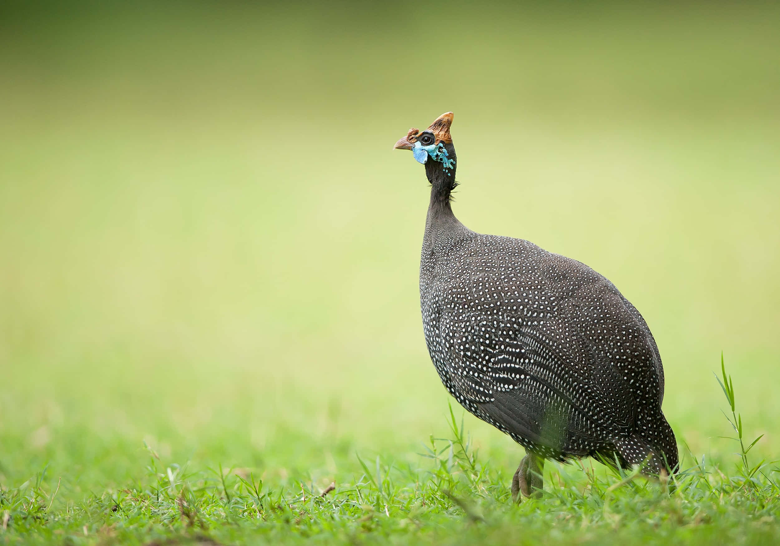 helmeted guineafowl, vibrant green grass, softly blurred natural background, Full HD Desktop Wallpaper