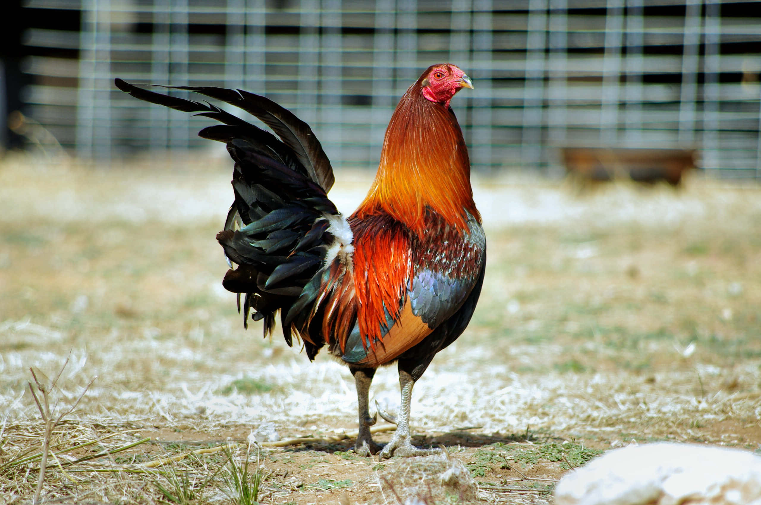 majestic rooster, farmyard, fiery orange and black feathers, 2K Desktop Wallpaper