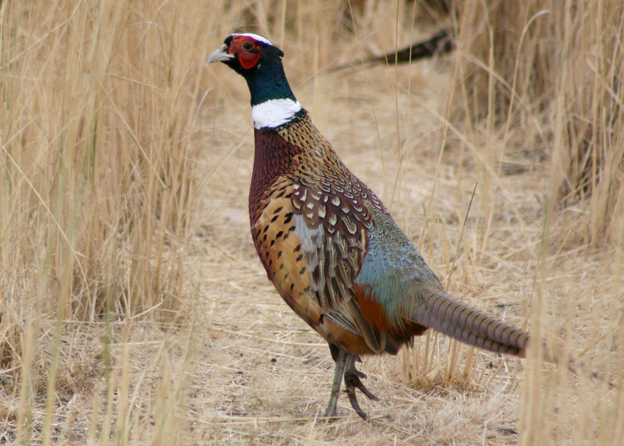 ringnecked pheasant, golden grass, dry grassland, Full HD Desktop Wallpaper
