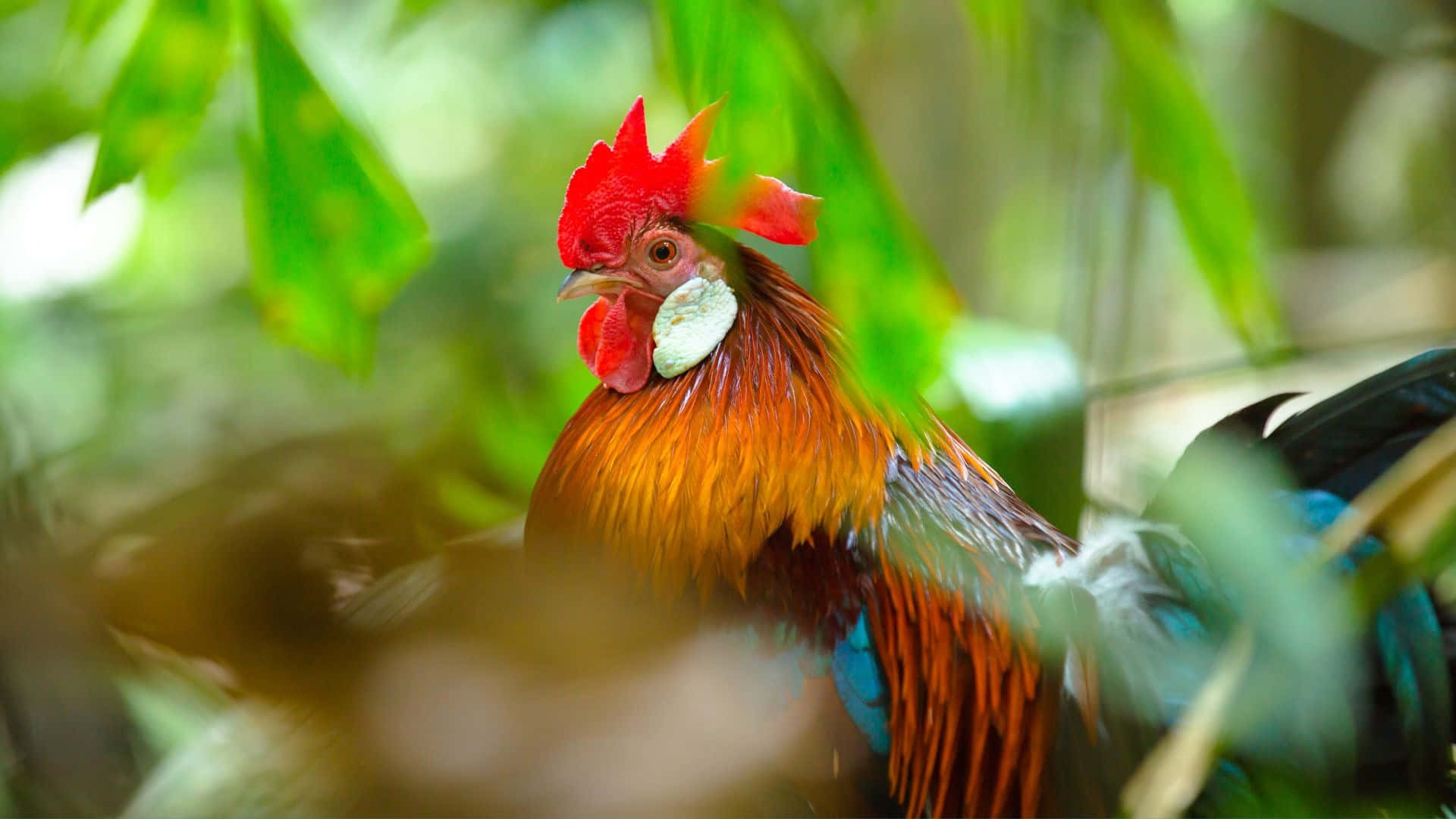 vibrant rooster, fiery red comb, golden feathers, Full HD Desktop Wallpaper