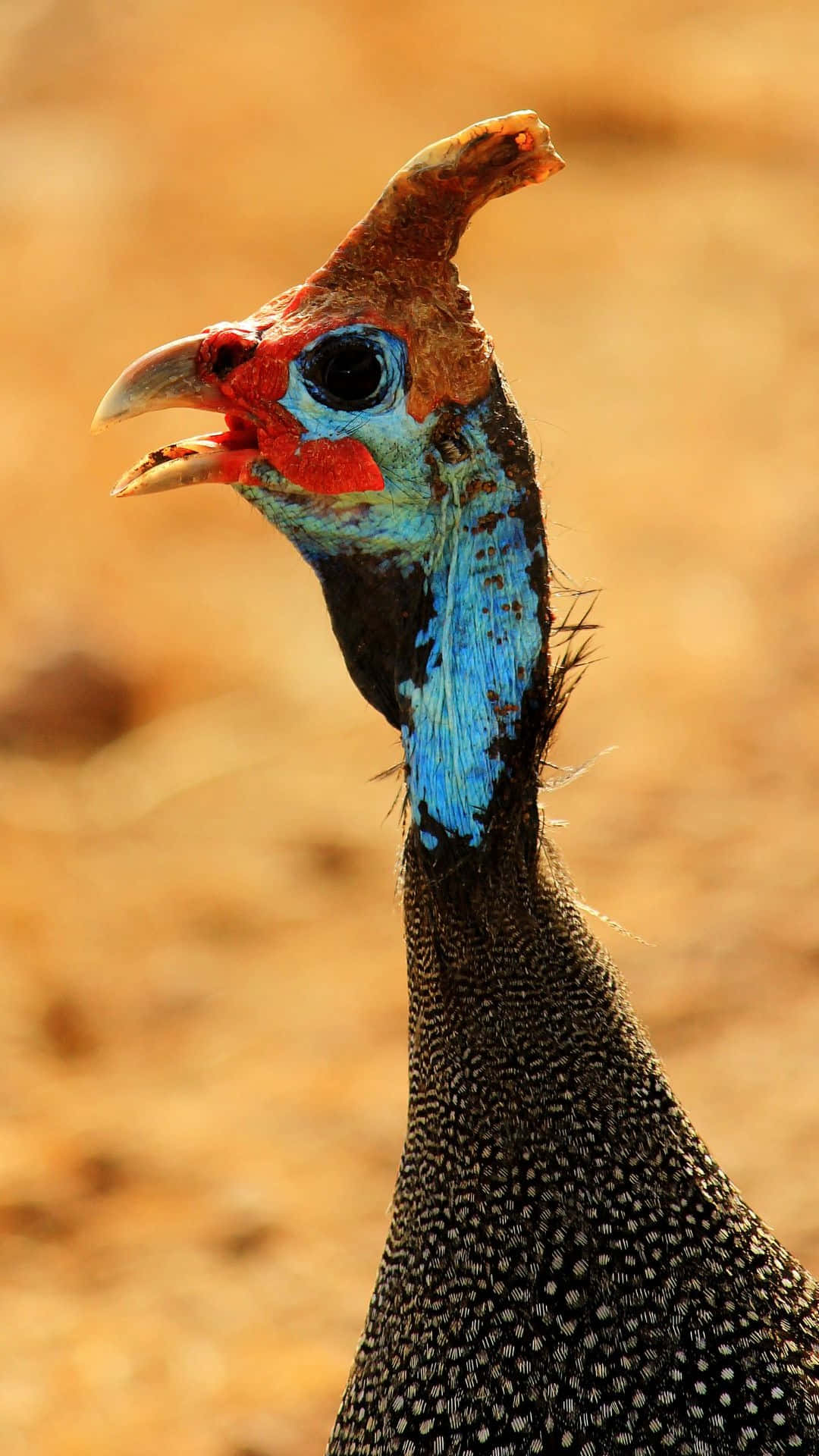 guineafowl, vibrant blue neck, red facial skin, Full HD Phone Wallpaper