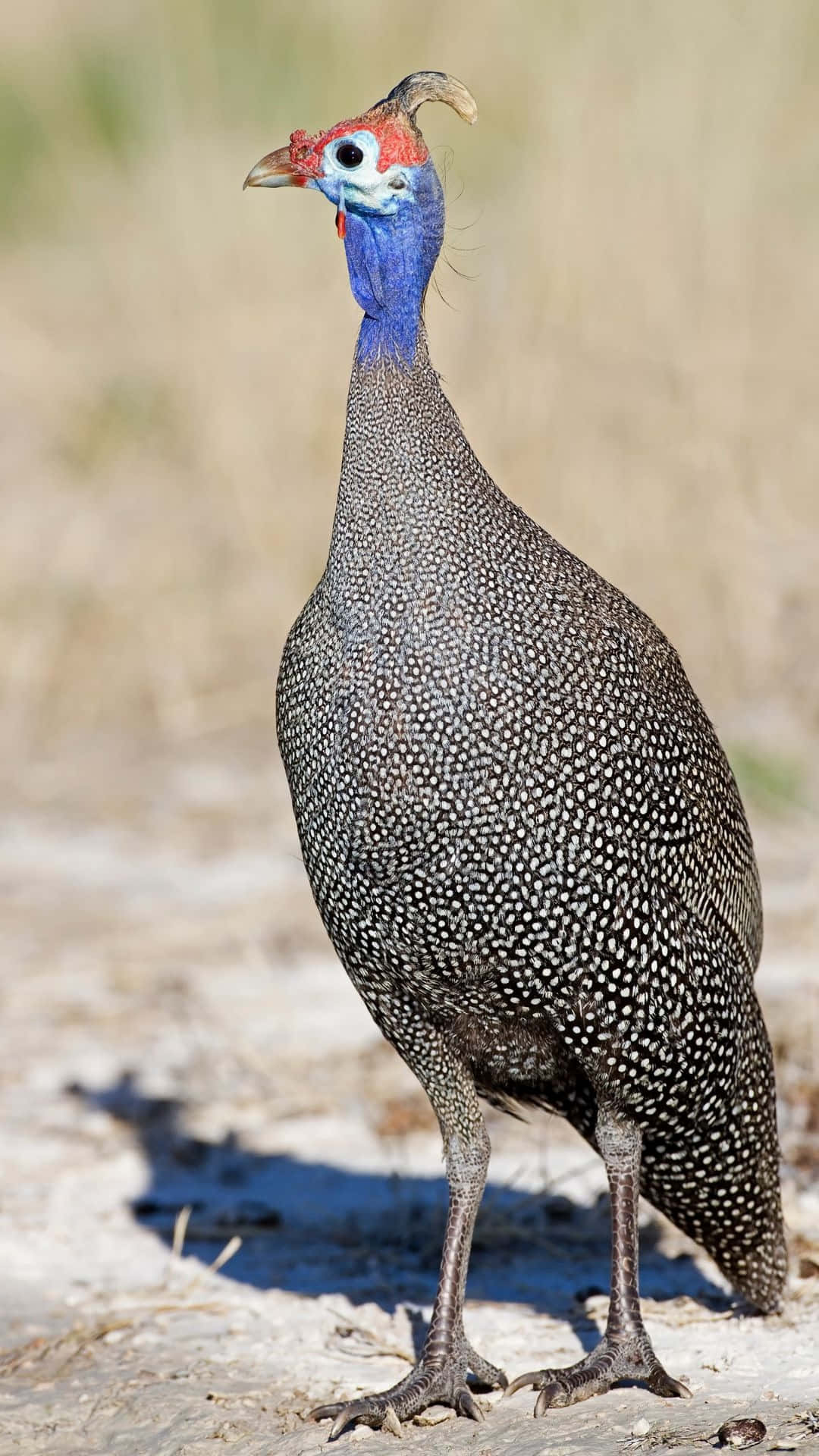 helmeted guineafowl, speckled grey feathers, vibrant red blue head, Full HD Phone Wallpaper