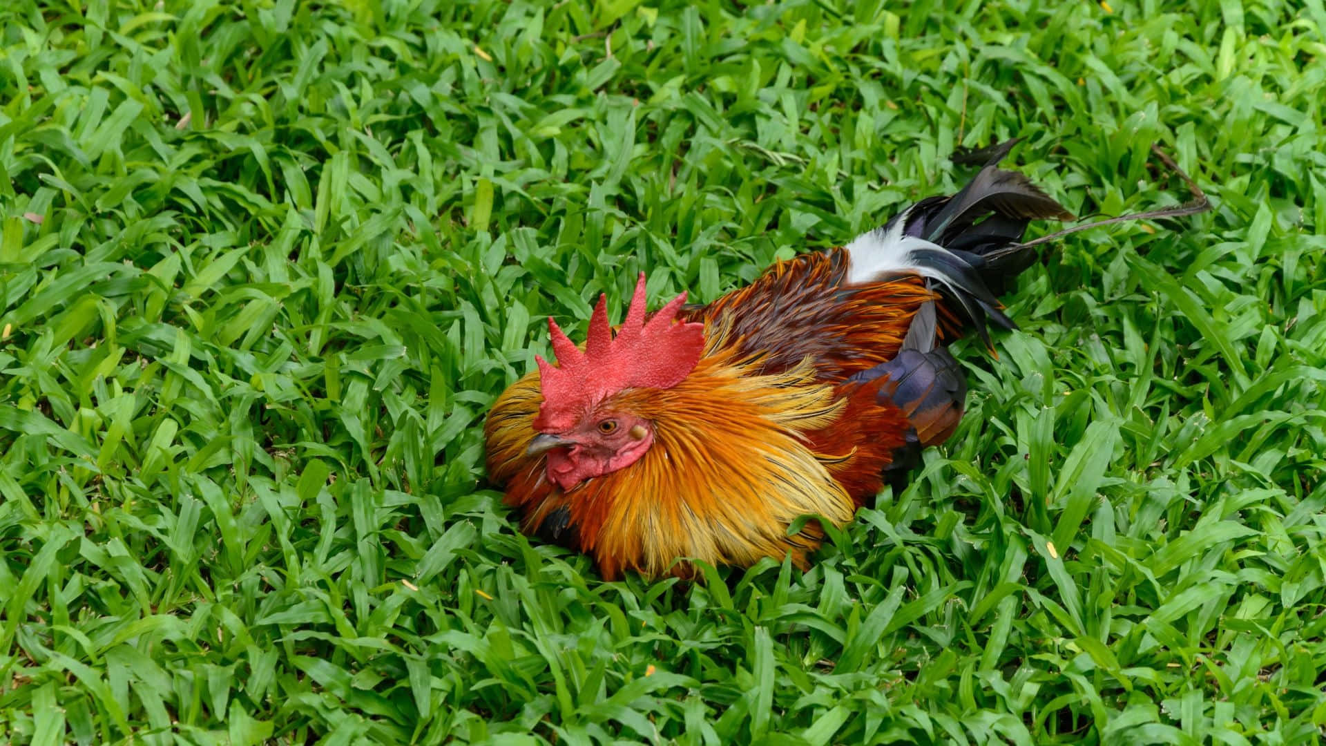colorful rooster, fiery red comb, golden feathers, Full HD Desktop Wallpaper