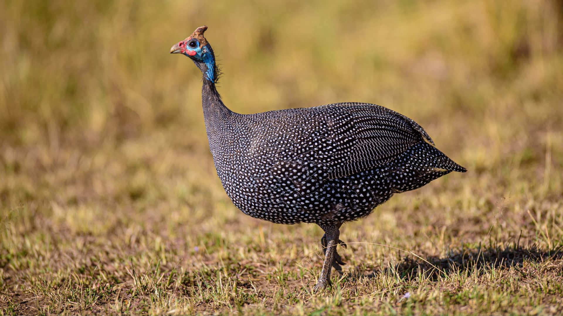 helmeted guineafowl, grassland, sunlit, Full HD Desktop Wallpaper