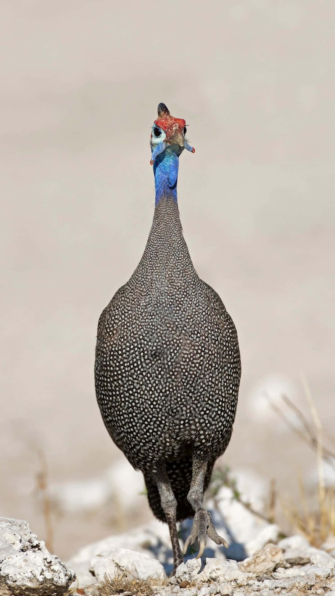 helmeted guineafowl, rocky terrain, blurred dry background, Full HD Phone Wallpaper