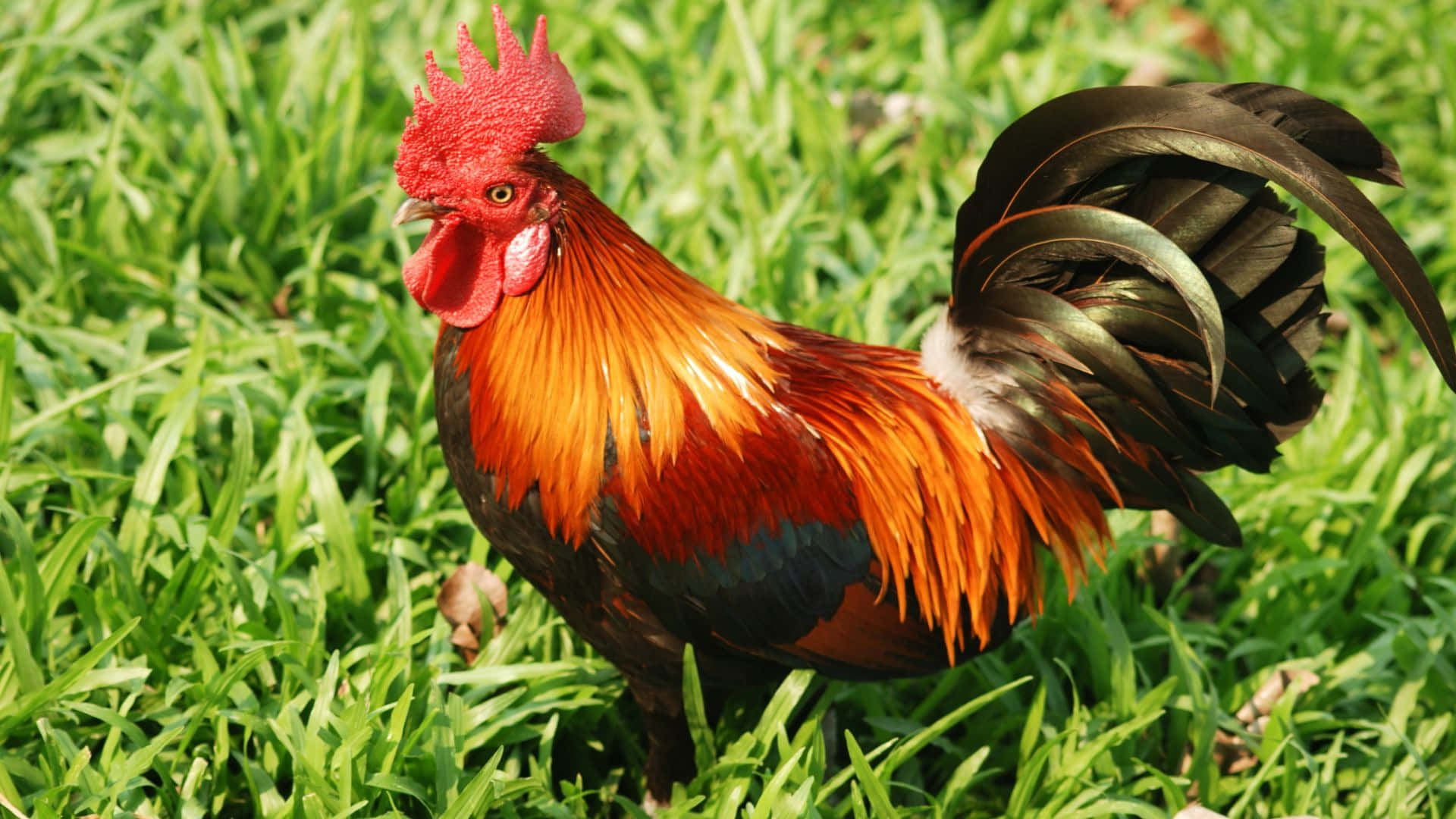 vibrant rooster, fiery orange and black feathers, lush green grass, Full HD Desktop Wallpaper
