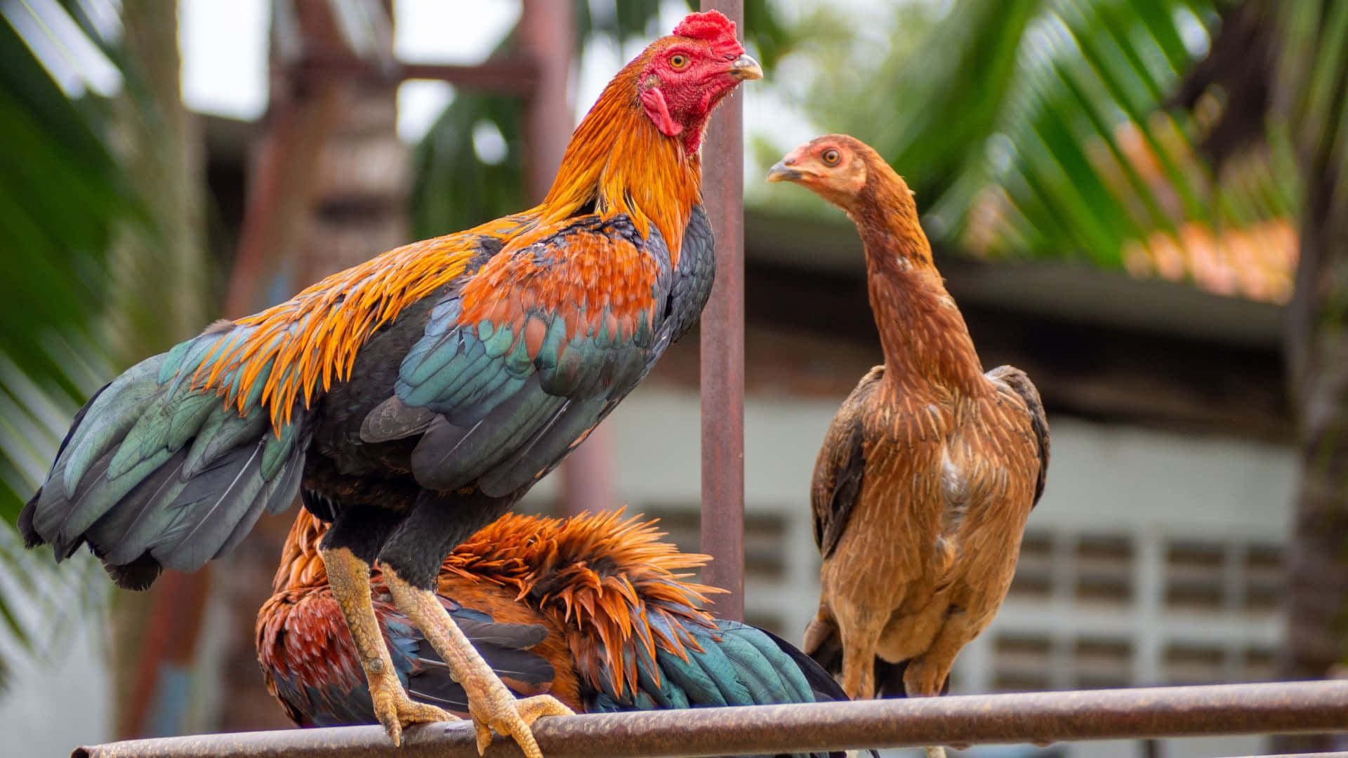 rooster, hen, rusty metal railing, Full HD Desktop Wallpaper