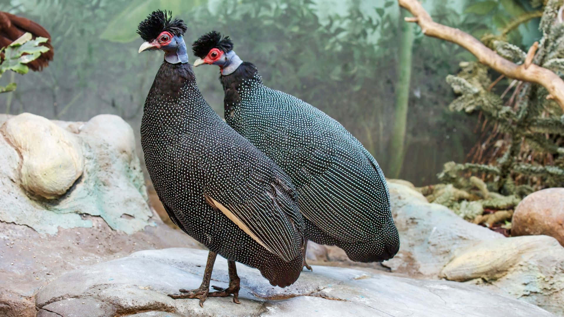 crested guineafowl, speckled black feathers, red facial skin, Full HD Desktop Wallpaper