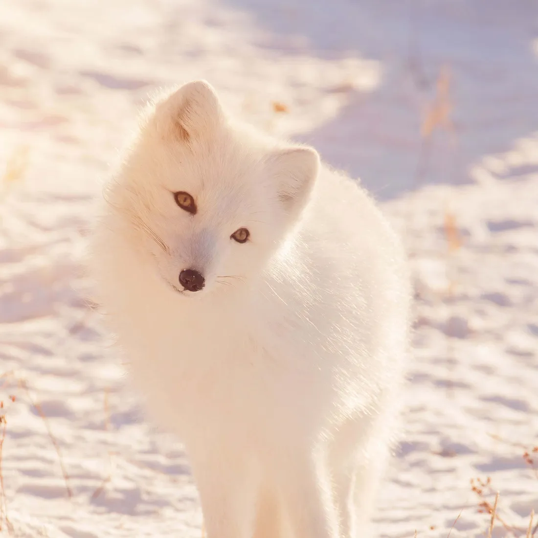 Fox Aesthetic