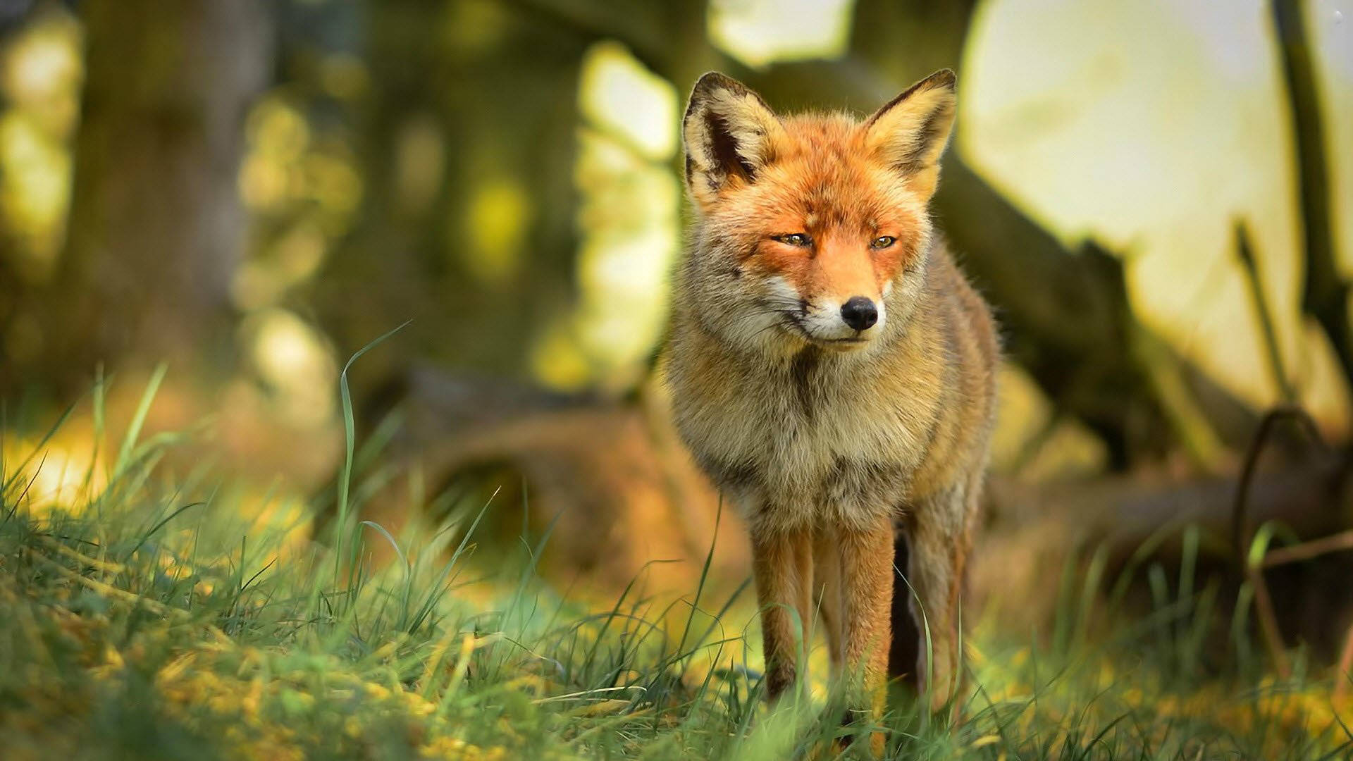 red fox, sunlit grass, dappled forest trees, Full HD Desktop Wallpaper