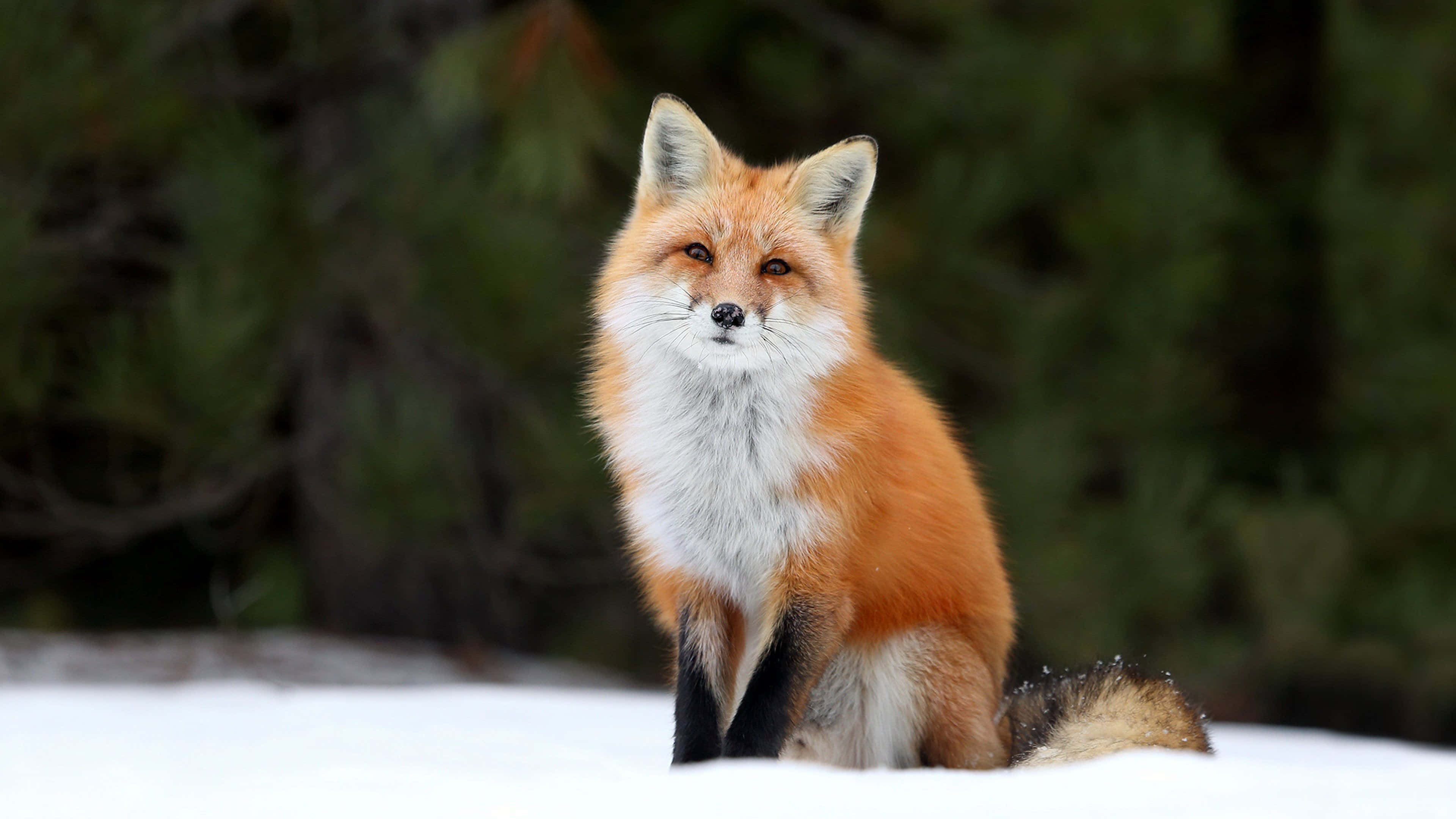 red fox, snowy forest, fresh snow, 4K Desktop Wallpaper
