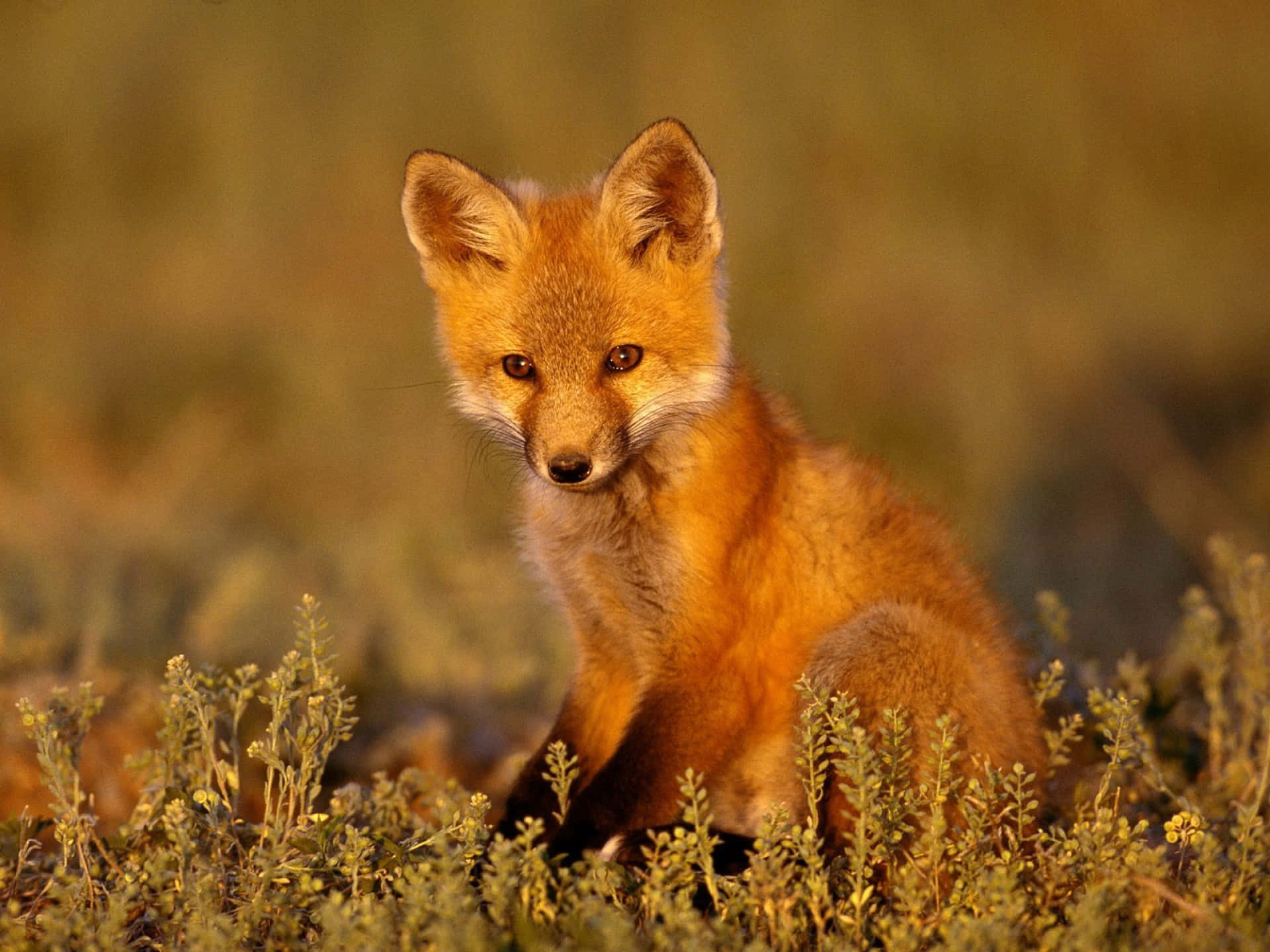 Golden Hour, red fox, golden grass, Full HD Desktop Wallpaper